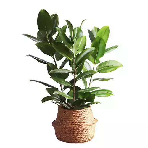 Indoor Plant Ficus in Basket Pot