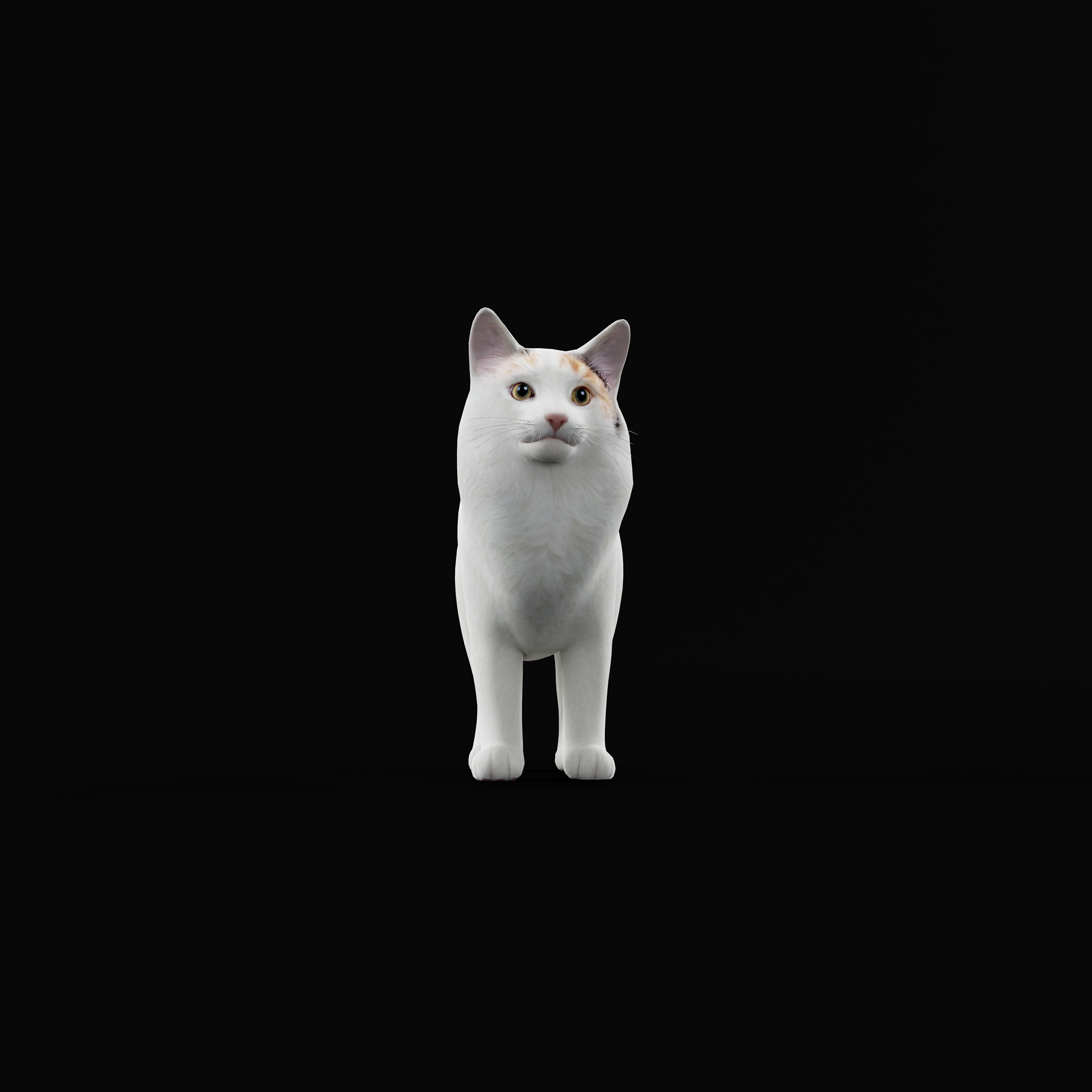 Turkish Van Domestic Cat Low-poly 3D model_10