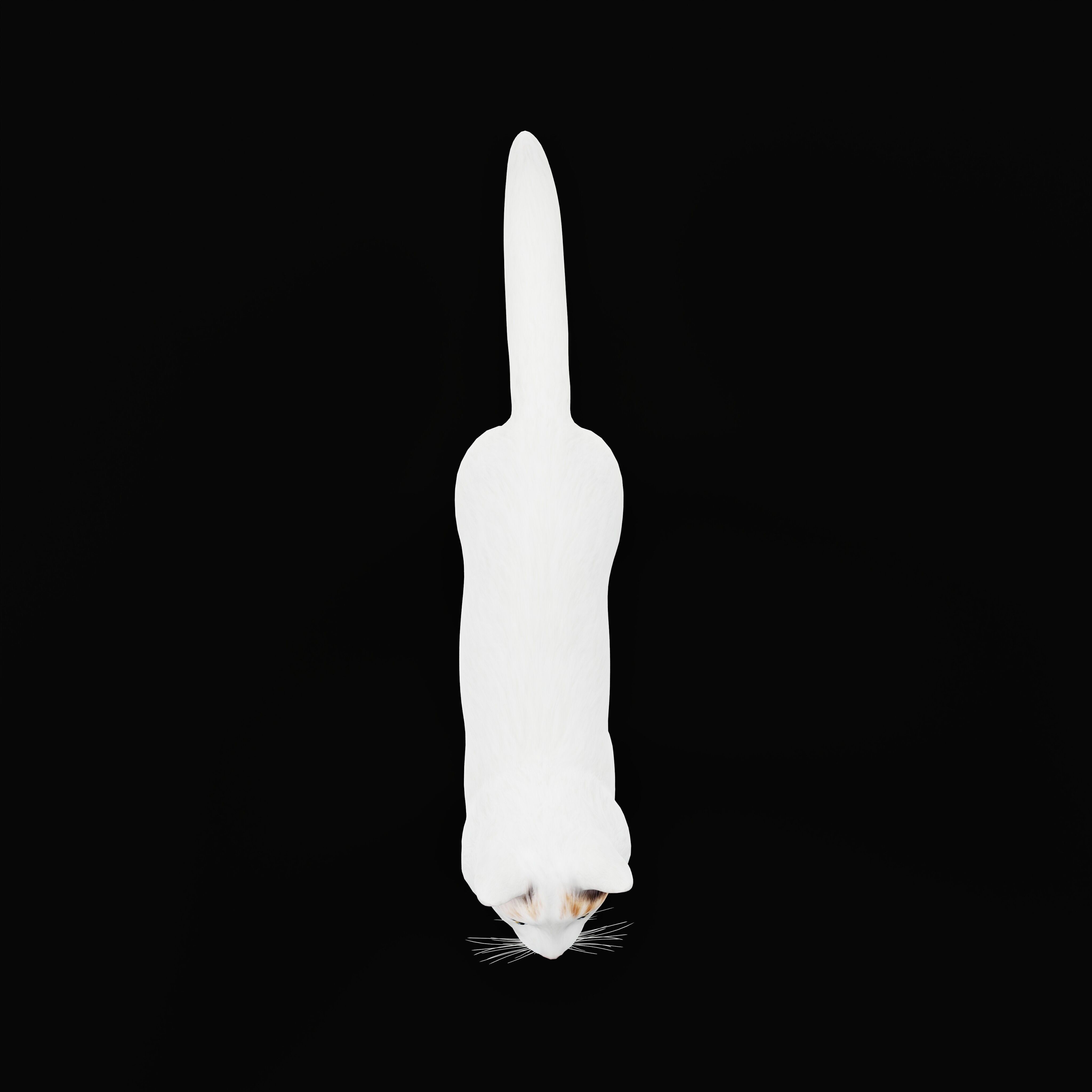 Turkish Van Domestic Cat Low-poly 3D model_13