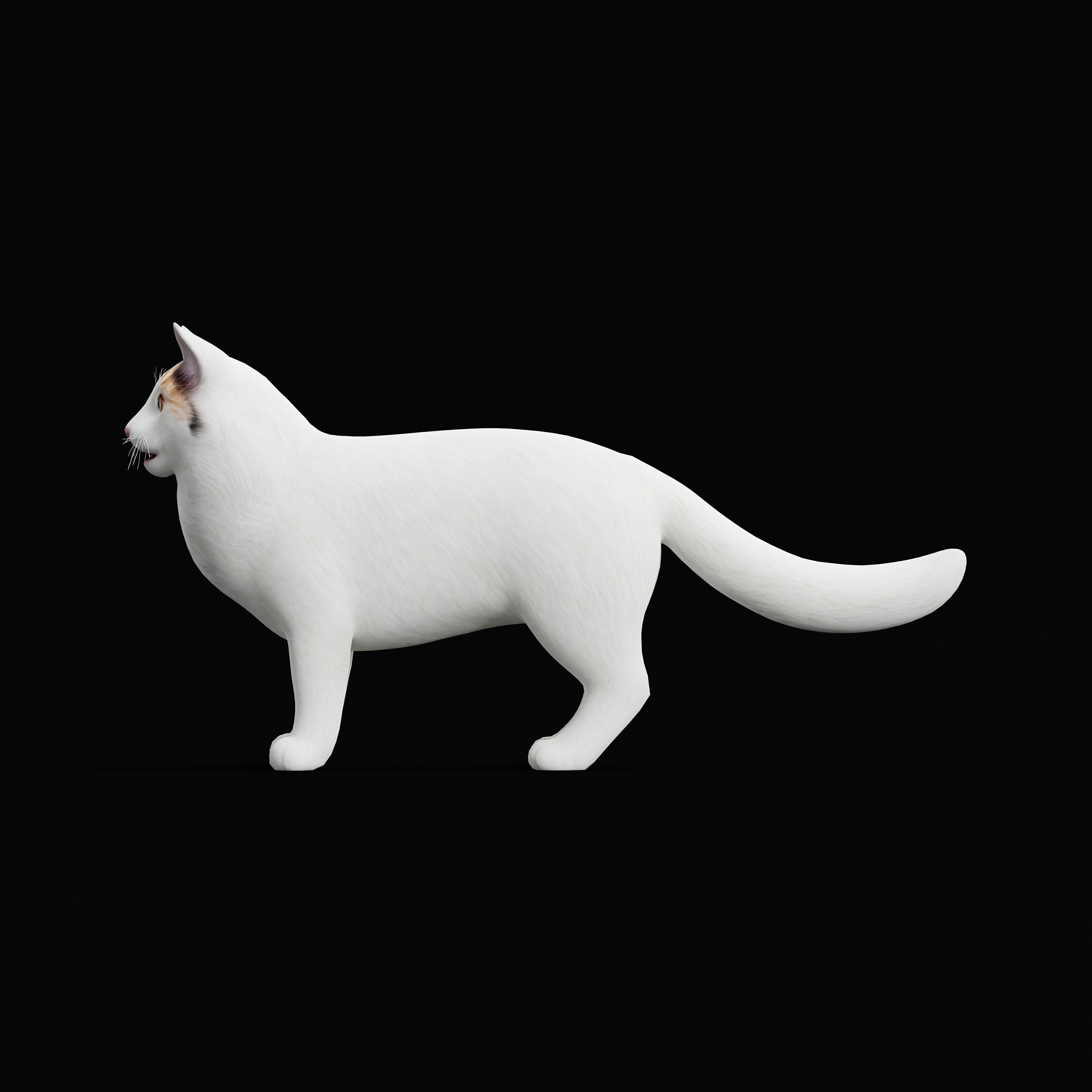 Turkish Van Domestic Cat Low-poly 3D model_14