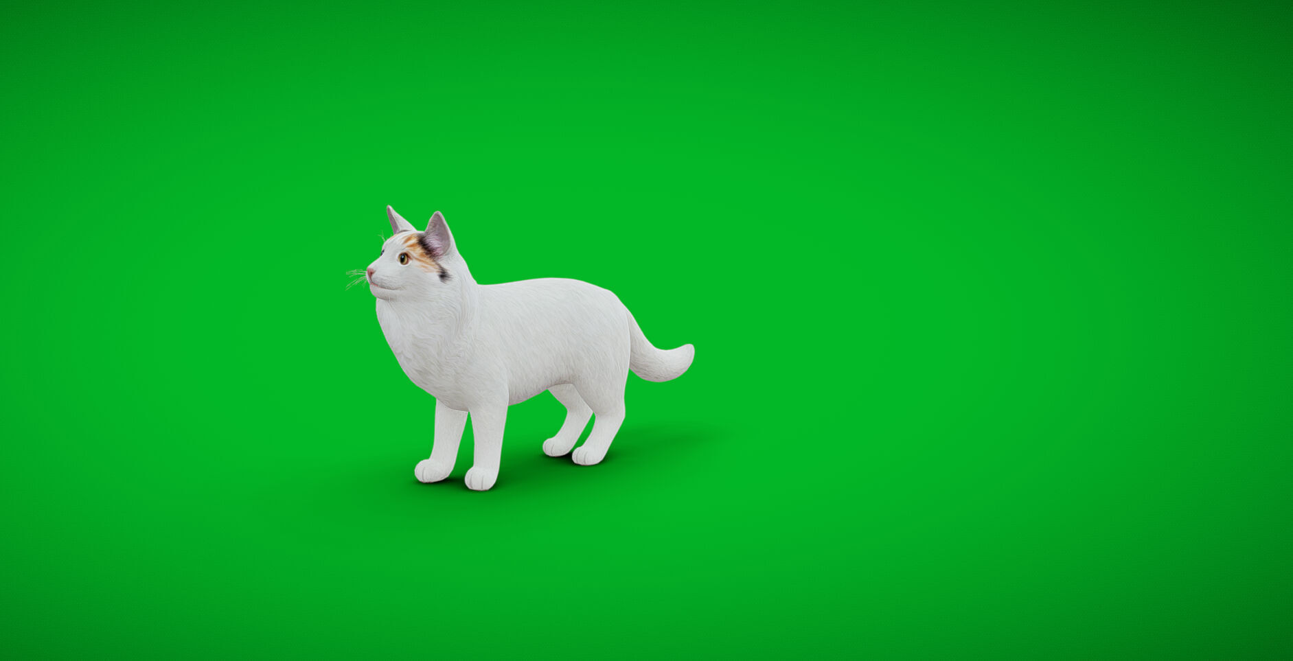 Turkish Van Domestic Cat Low-poly 3D model_3