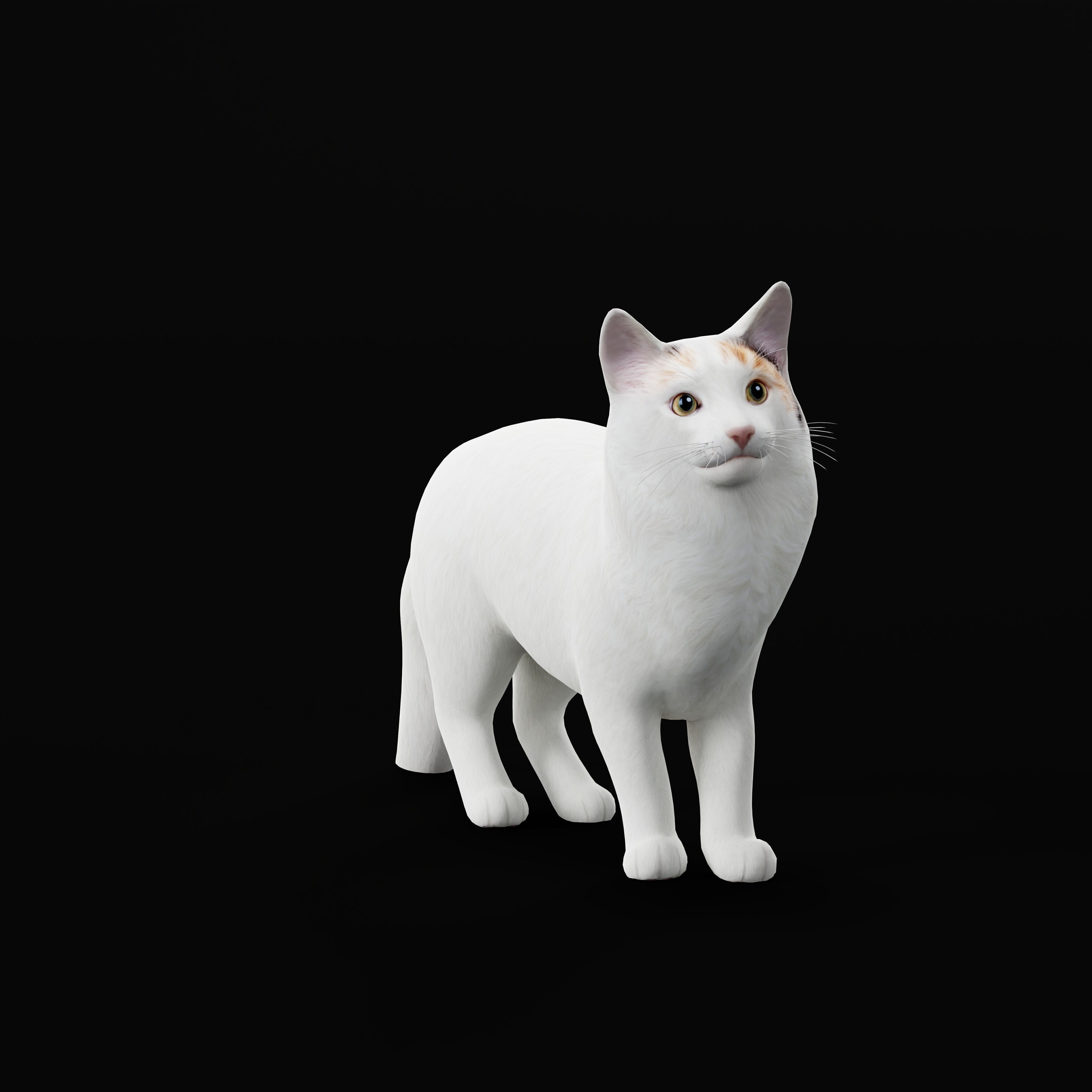 Turkish Van Domestic Cat Low-poly 3D model_18