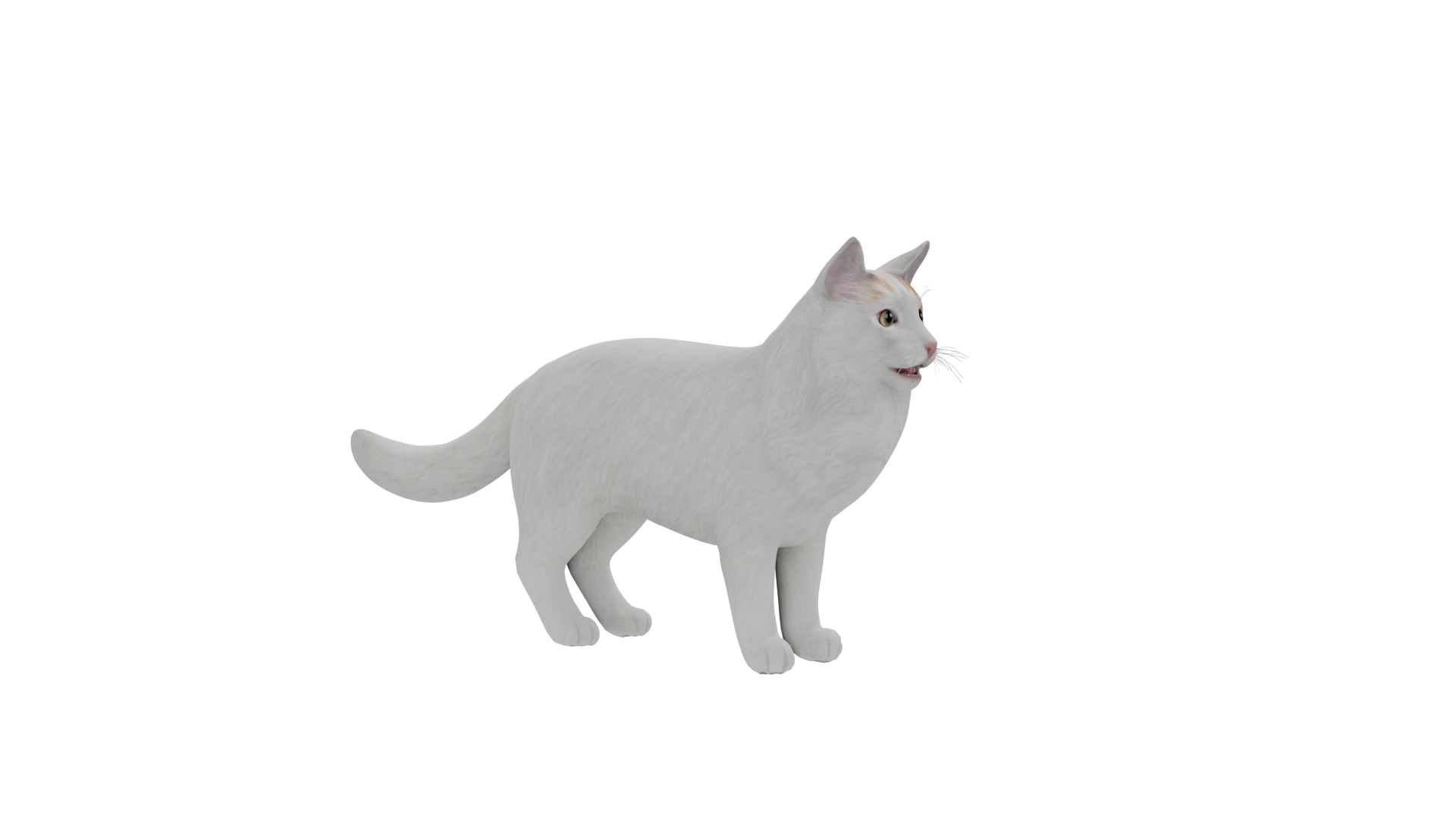 Turkish Van Domestic Cat Low-poly 3D model_8