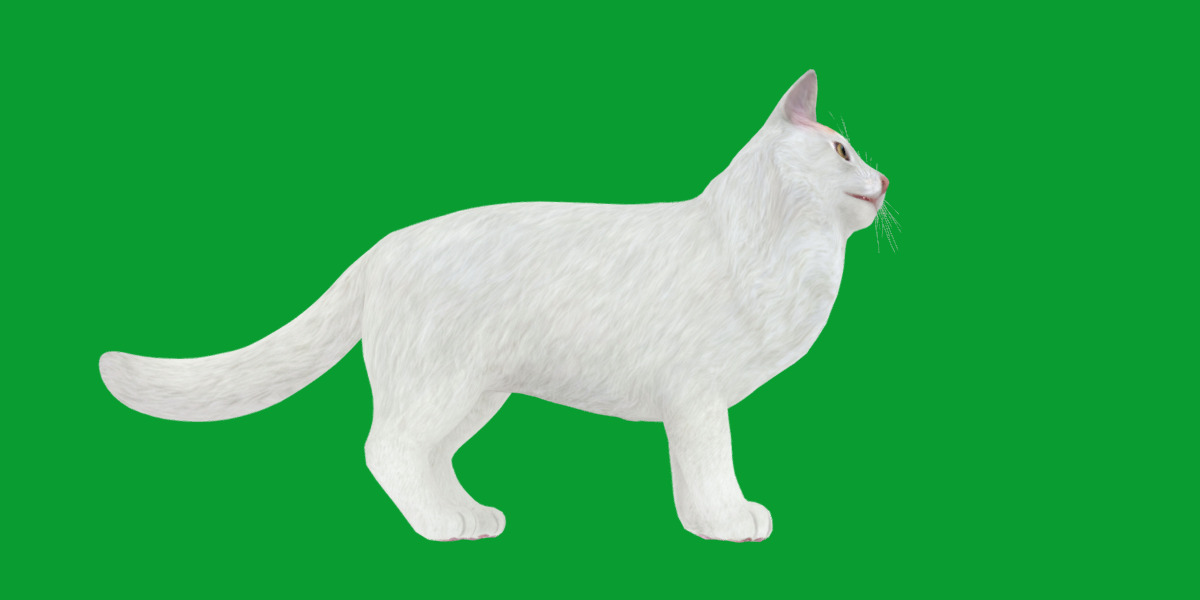 Turkish Van Domestic Cat Low-poly 3D model_38