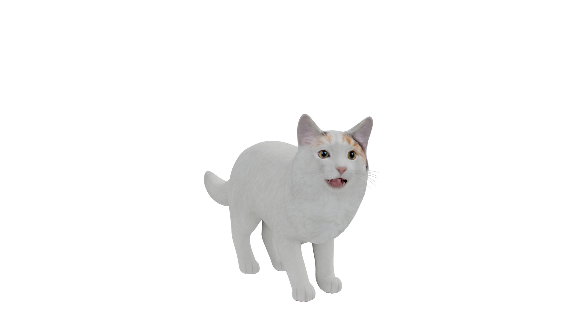 Turkish Van Domestic Cat Low-poly 3D model_6