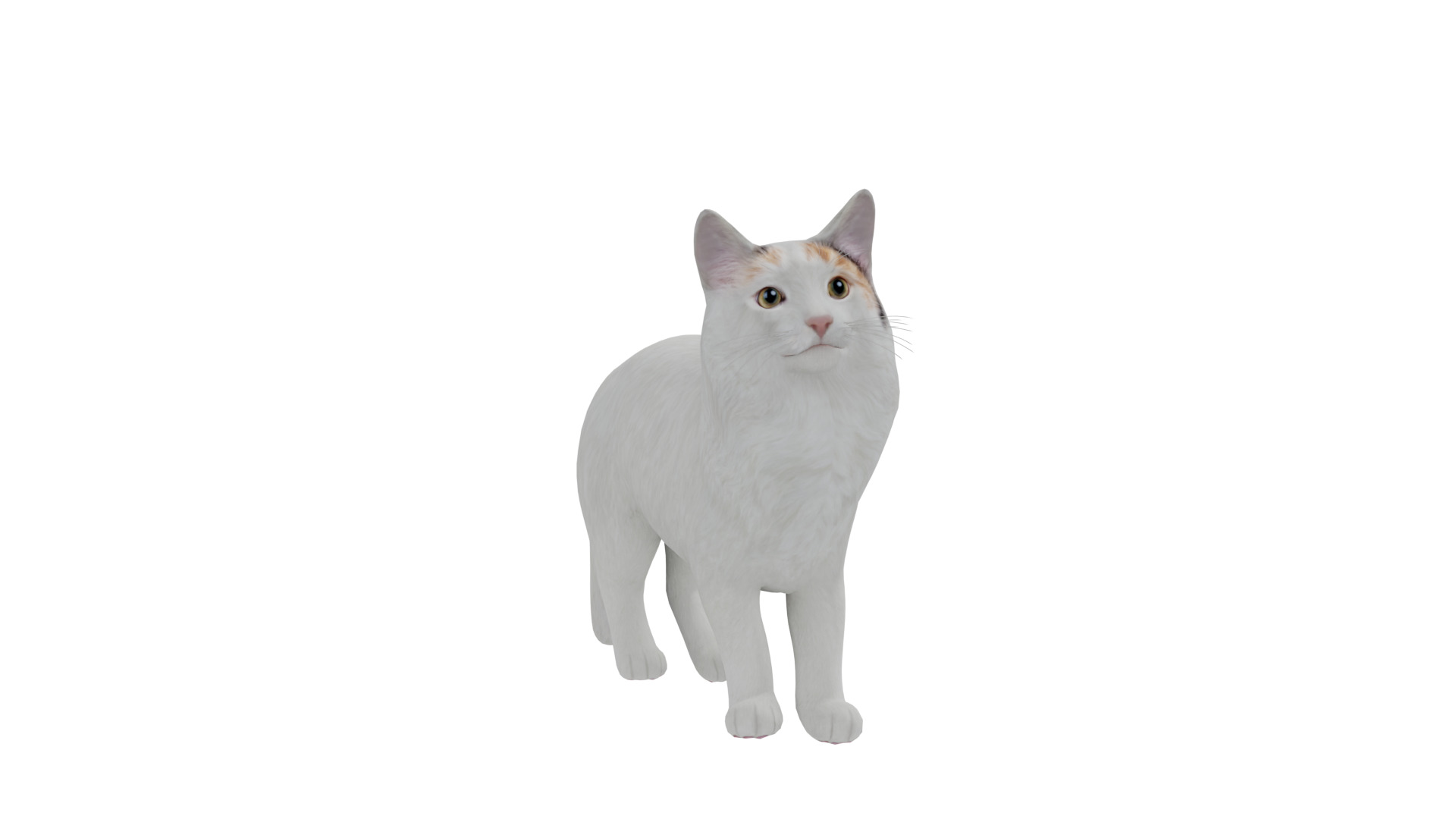 Turkish Van Domestic Cat Low-poly 3D model_5