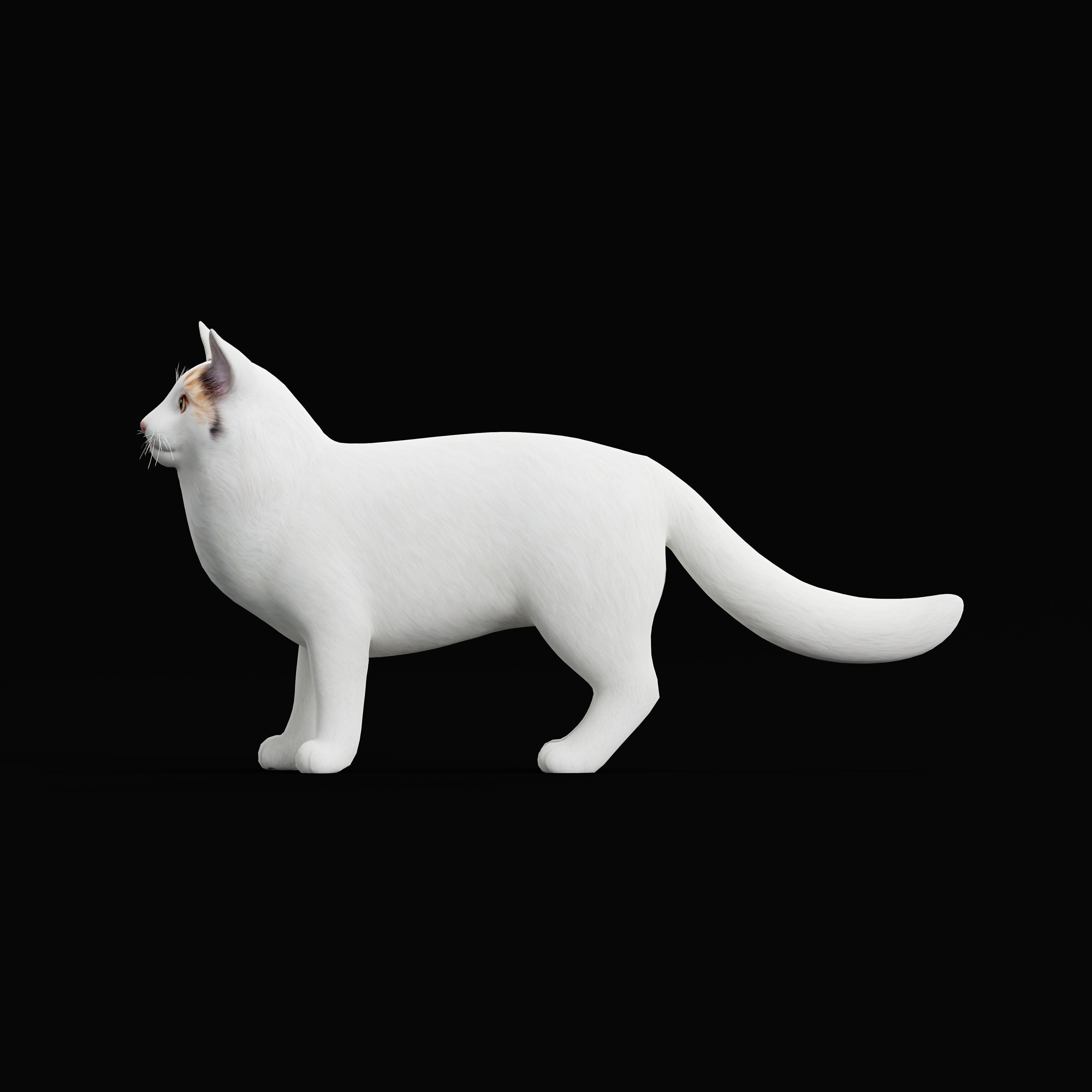 Turkish Van Domestic Cat Low-poly 3D model_12