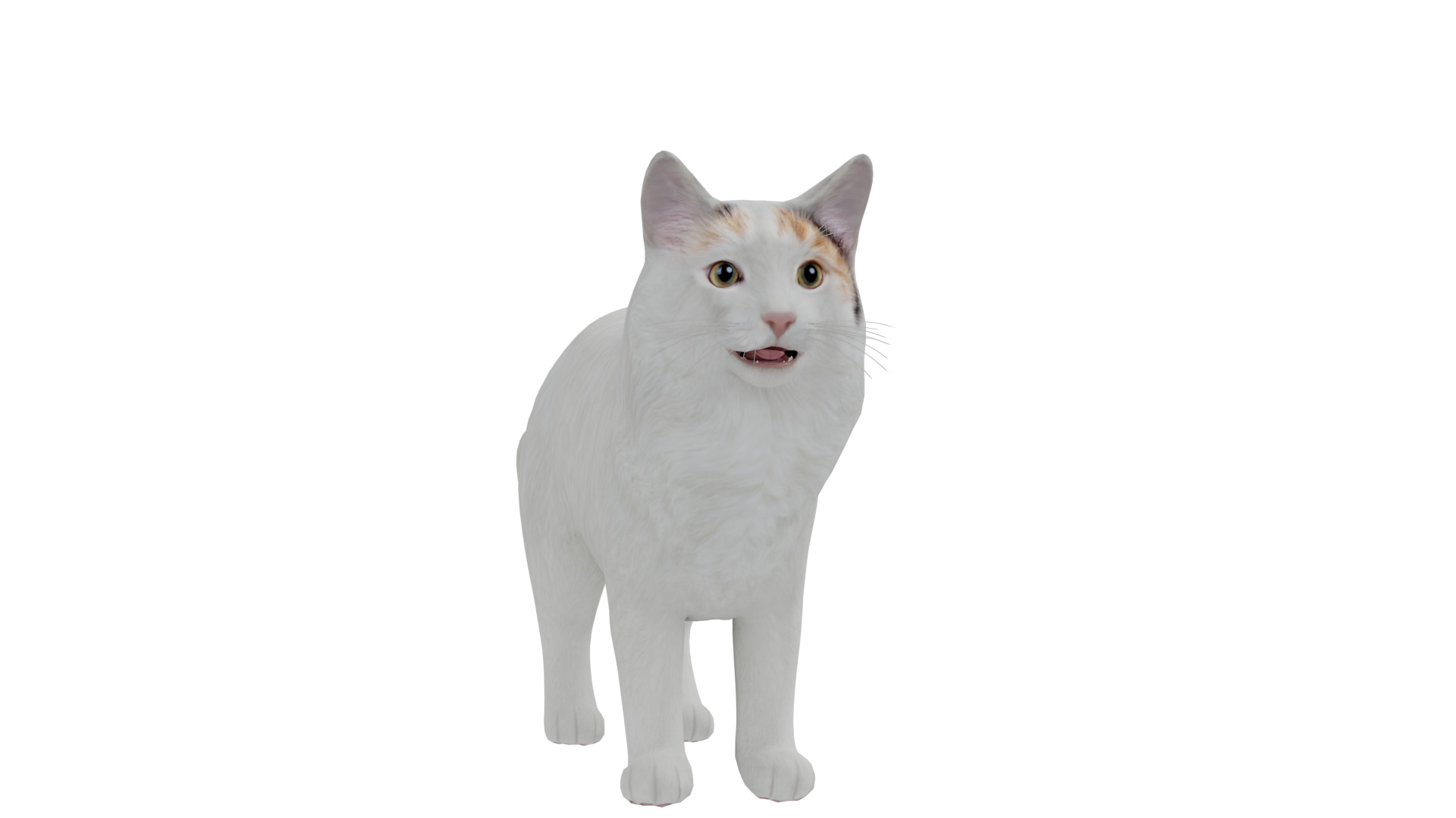 Turkish Van Domestic Cat Low-poly 3D model_9