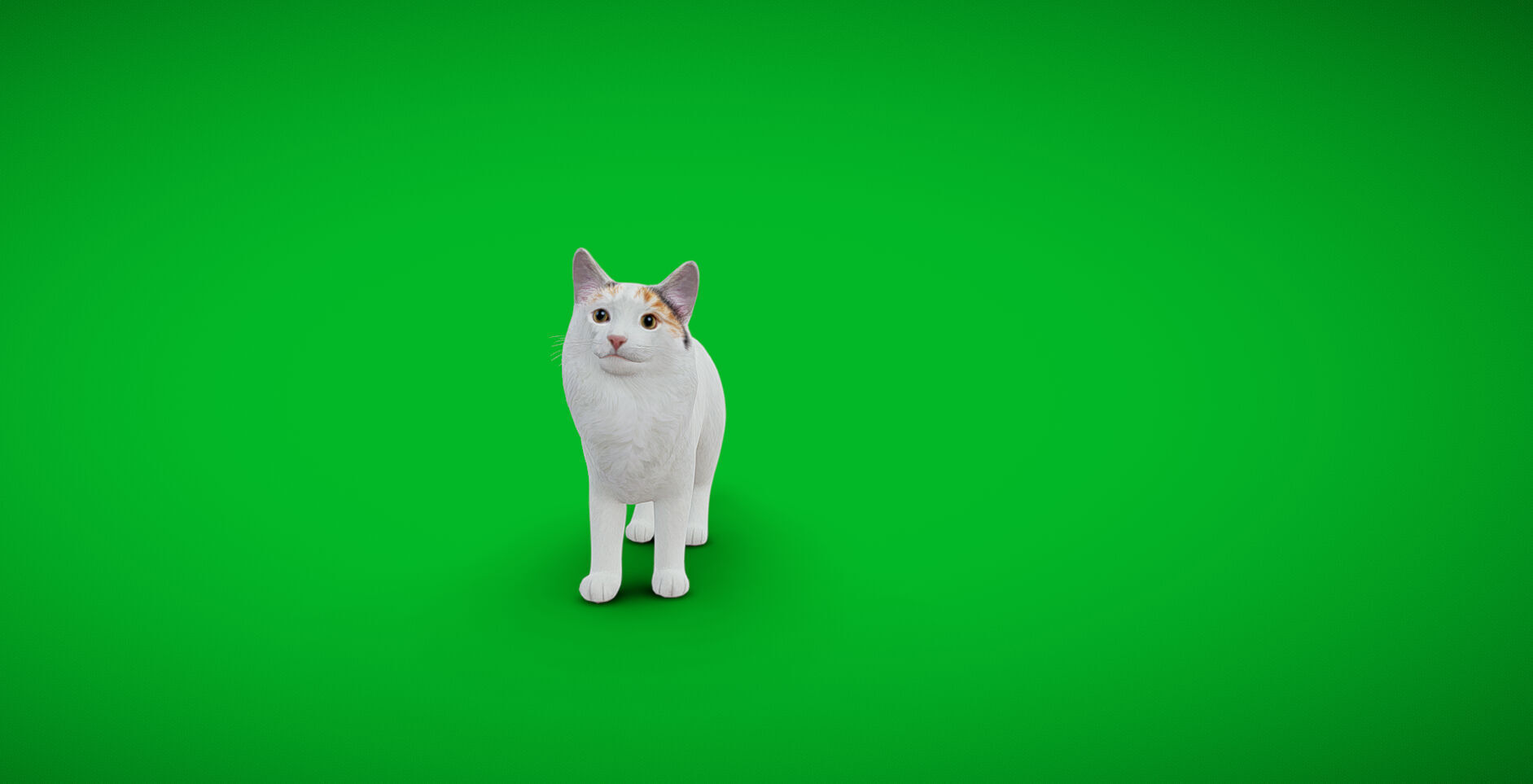 Turkish Van Domestic Cat Low-poly 3D model_2
