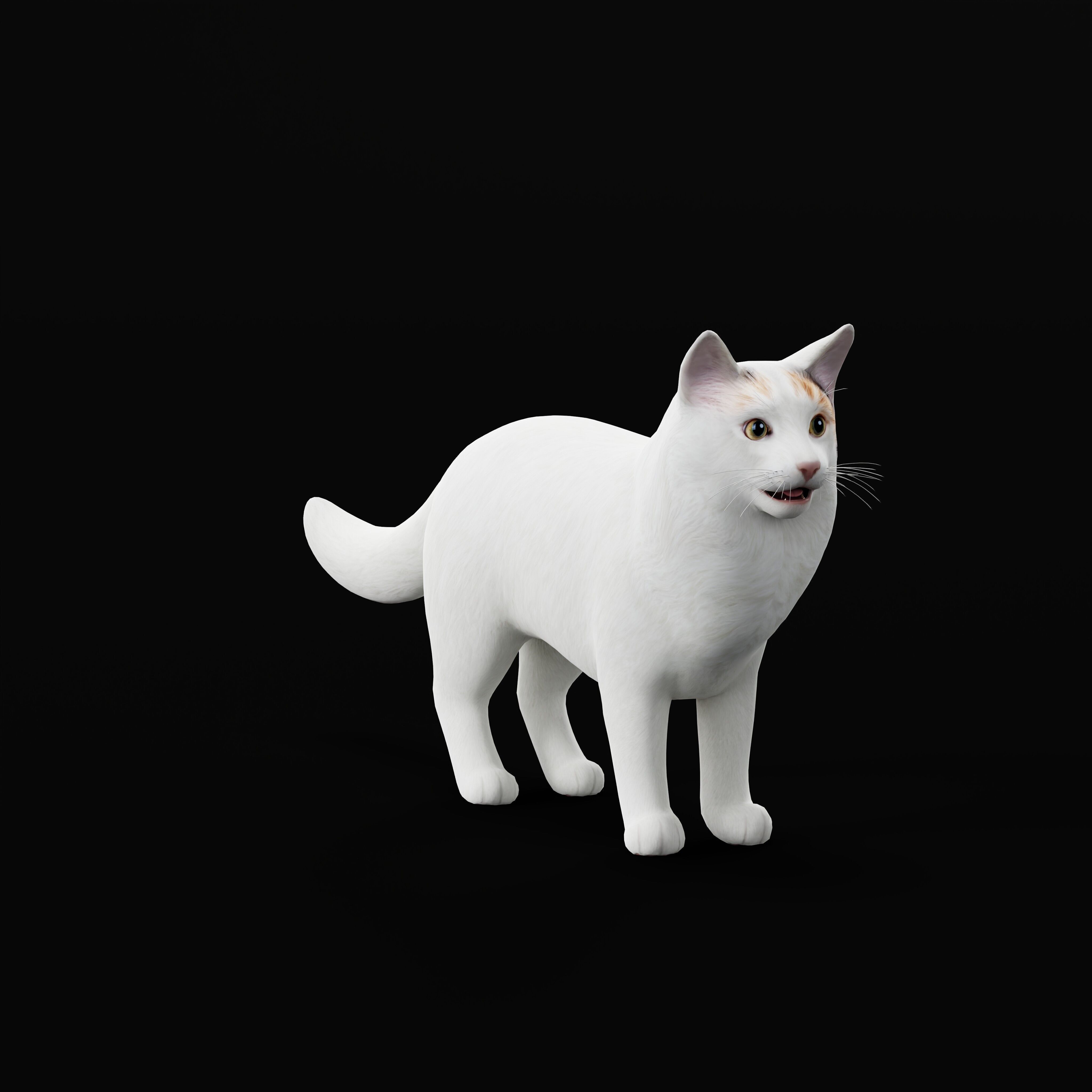 Turkish Van Domestic Cat Low-poly 3D model_16