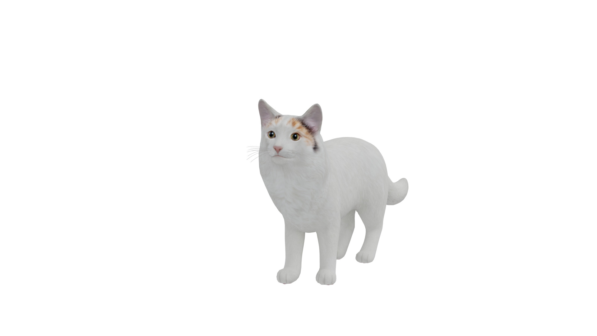 Turkish Van Domestic Cat Low-poly 3D model_7