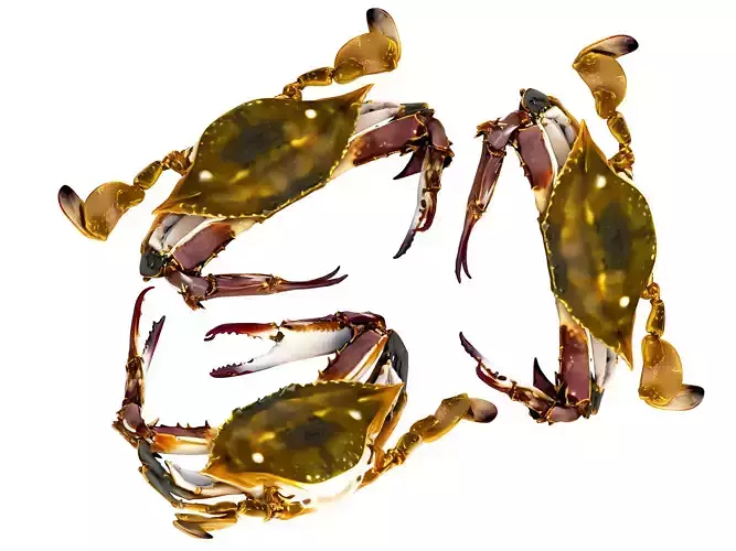 The delicate crab 3D model