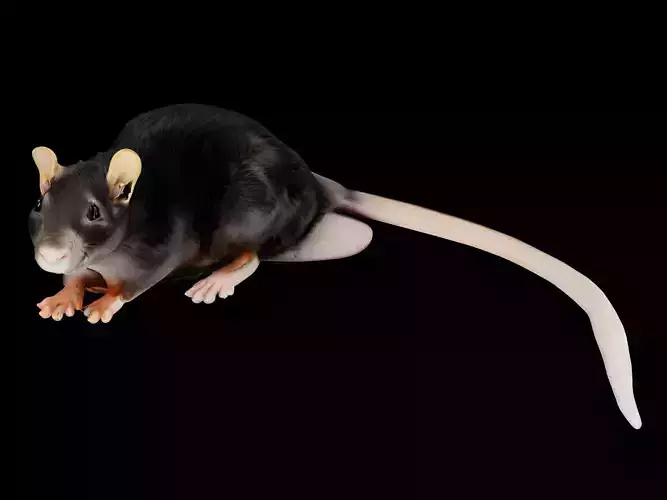 hamsters 3D model