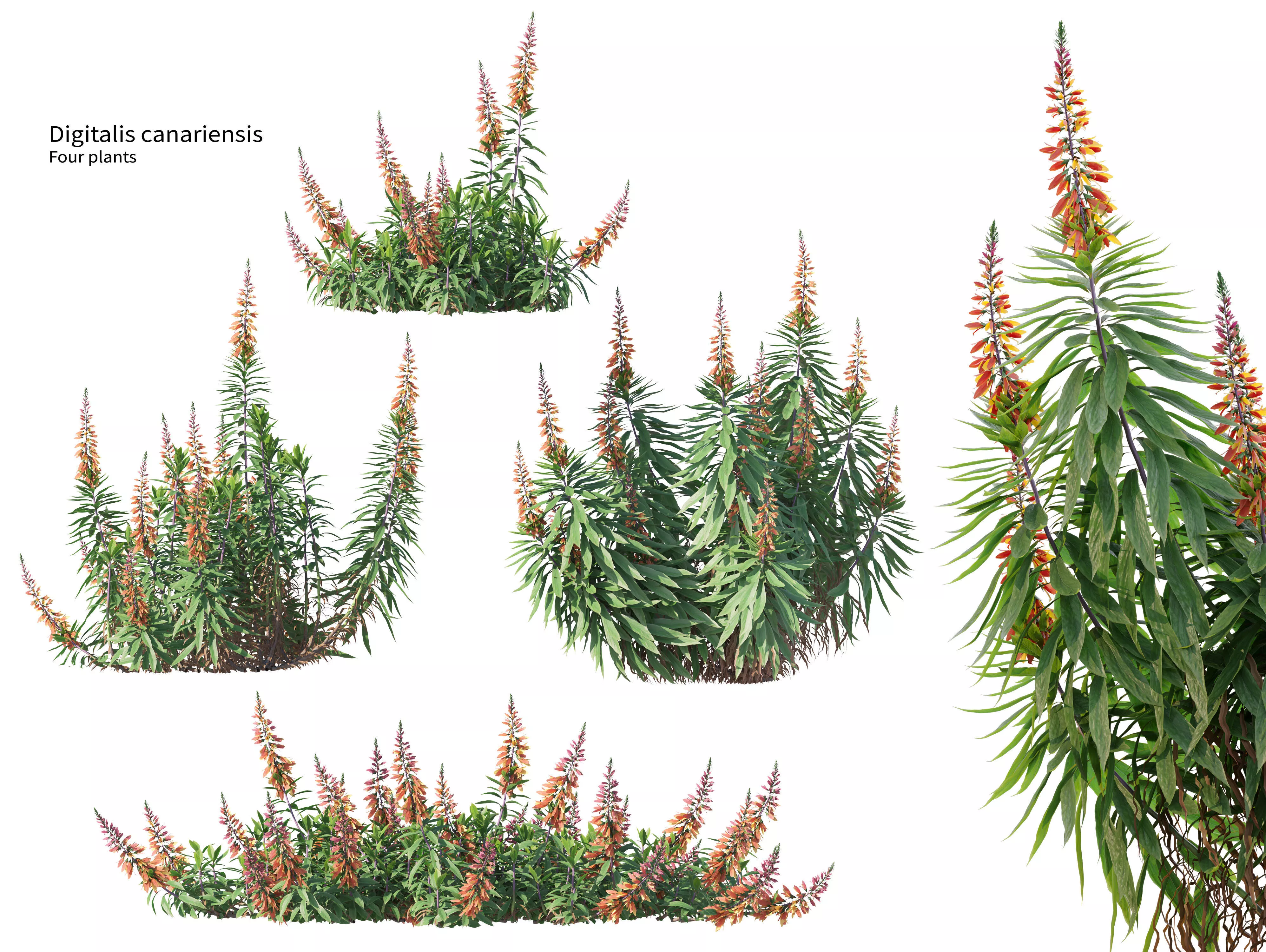 Digitalis canariensis 3D model