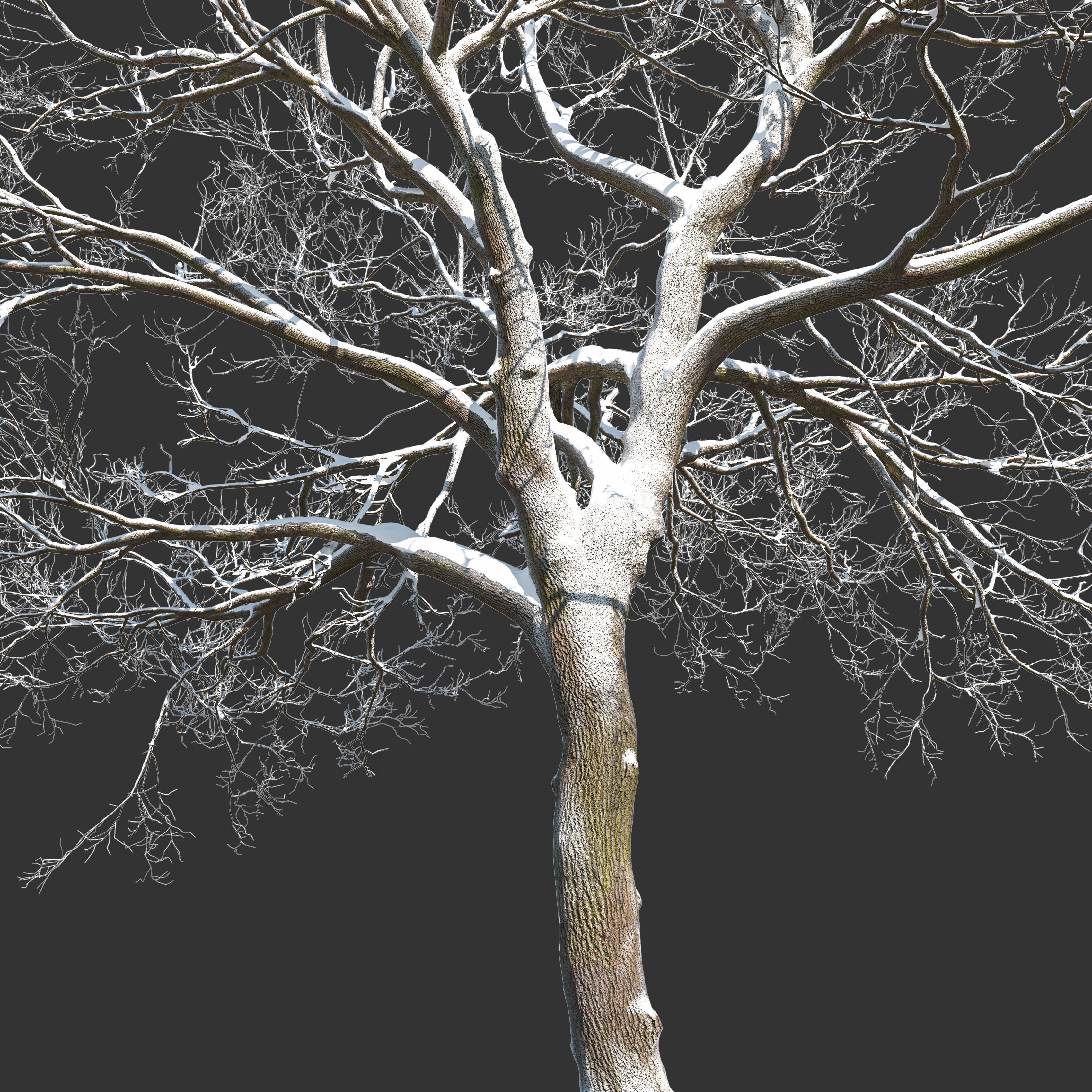 Winter old oak 02 3D model_2