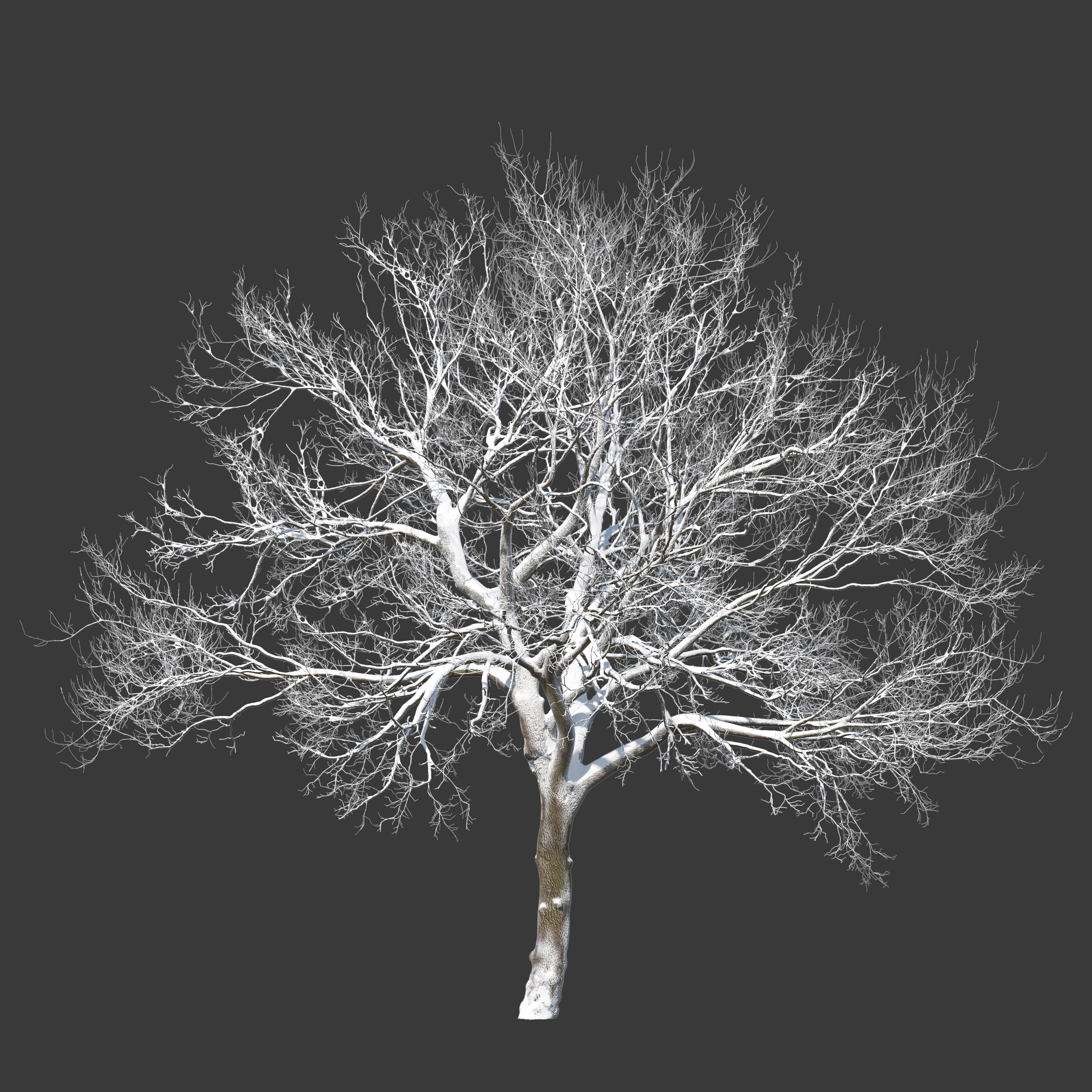 Winter old oak 02 3D model_1