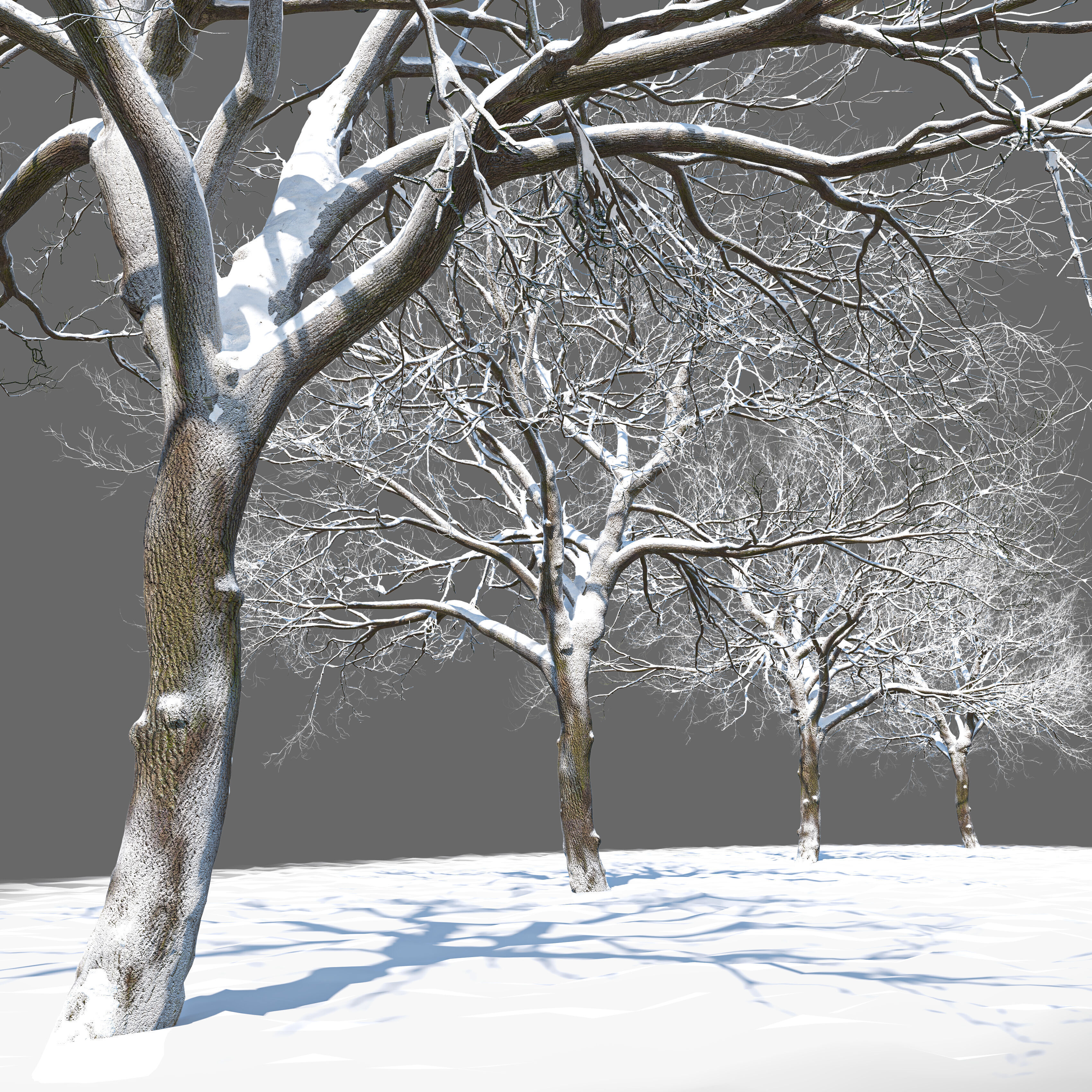 Winter old oak 02 3D model_3