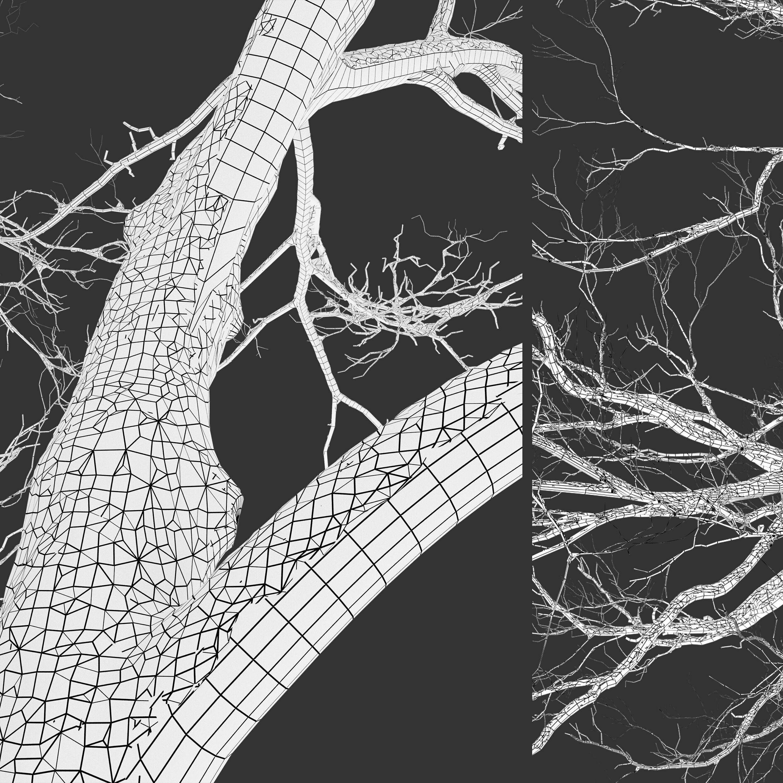 Winter old oak 02 3D model_4