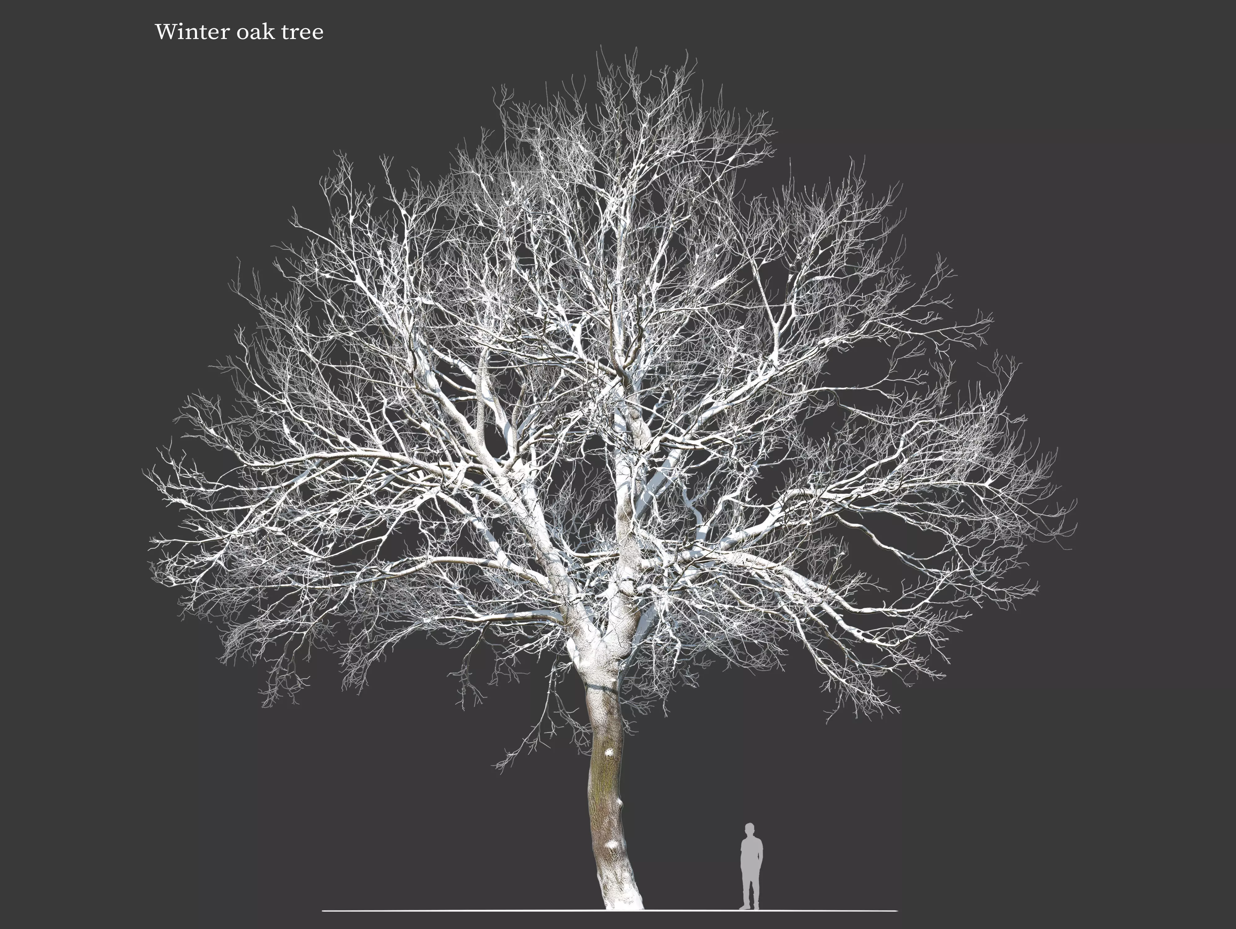Winter old oak 02 3D model_0