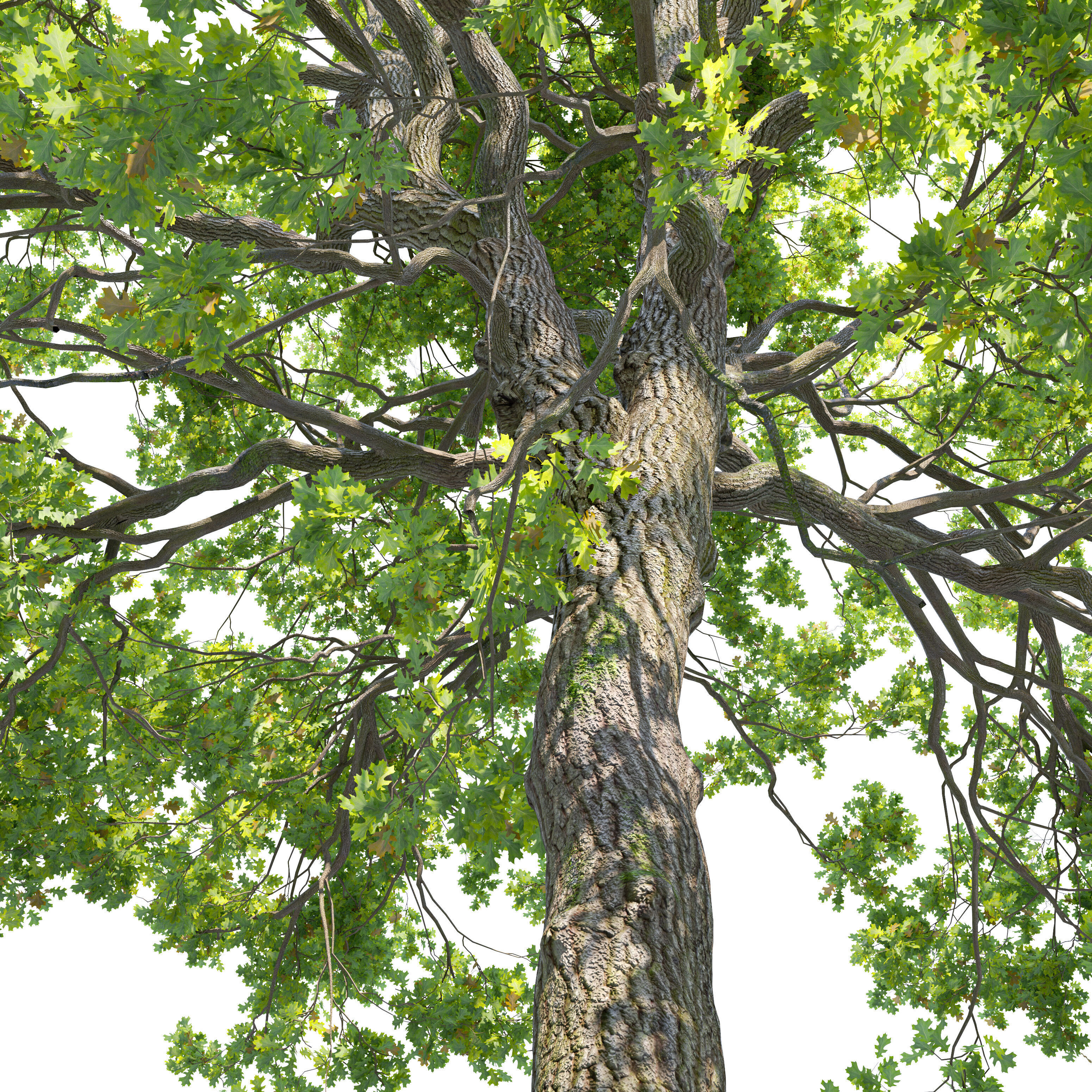 Oak tree 09 3D model_3