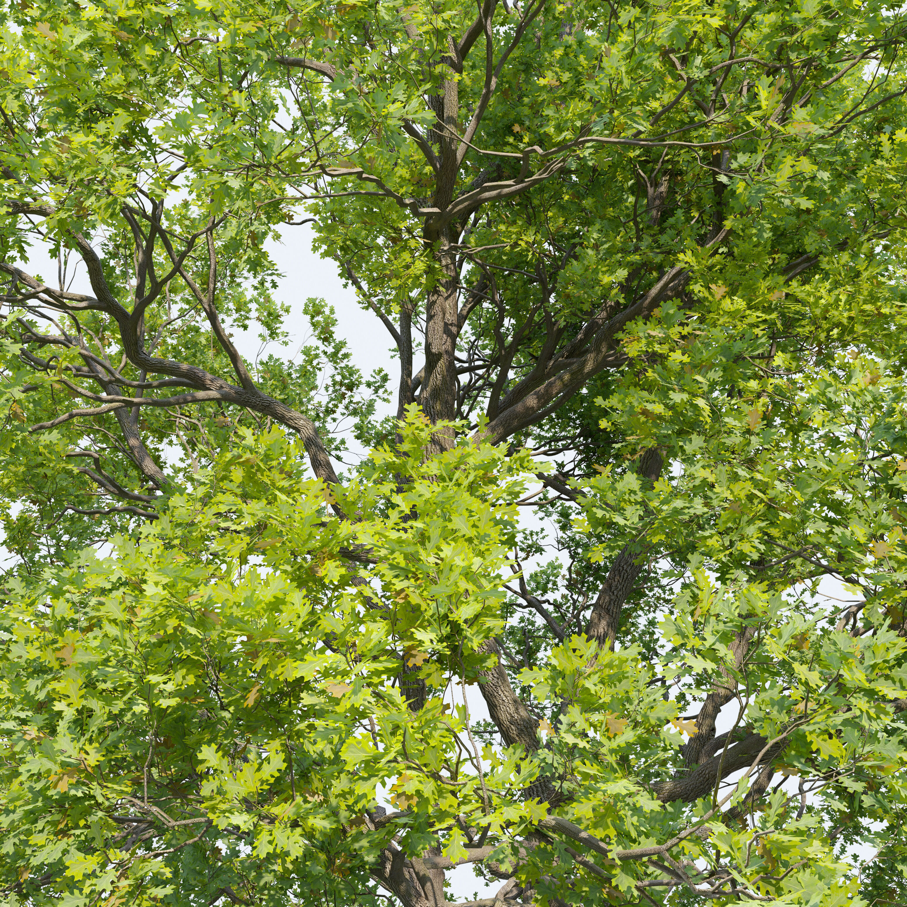 Oak tree 09 3D model_5