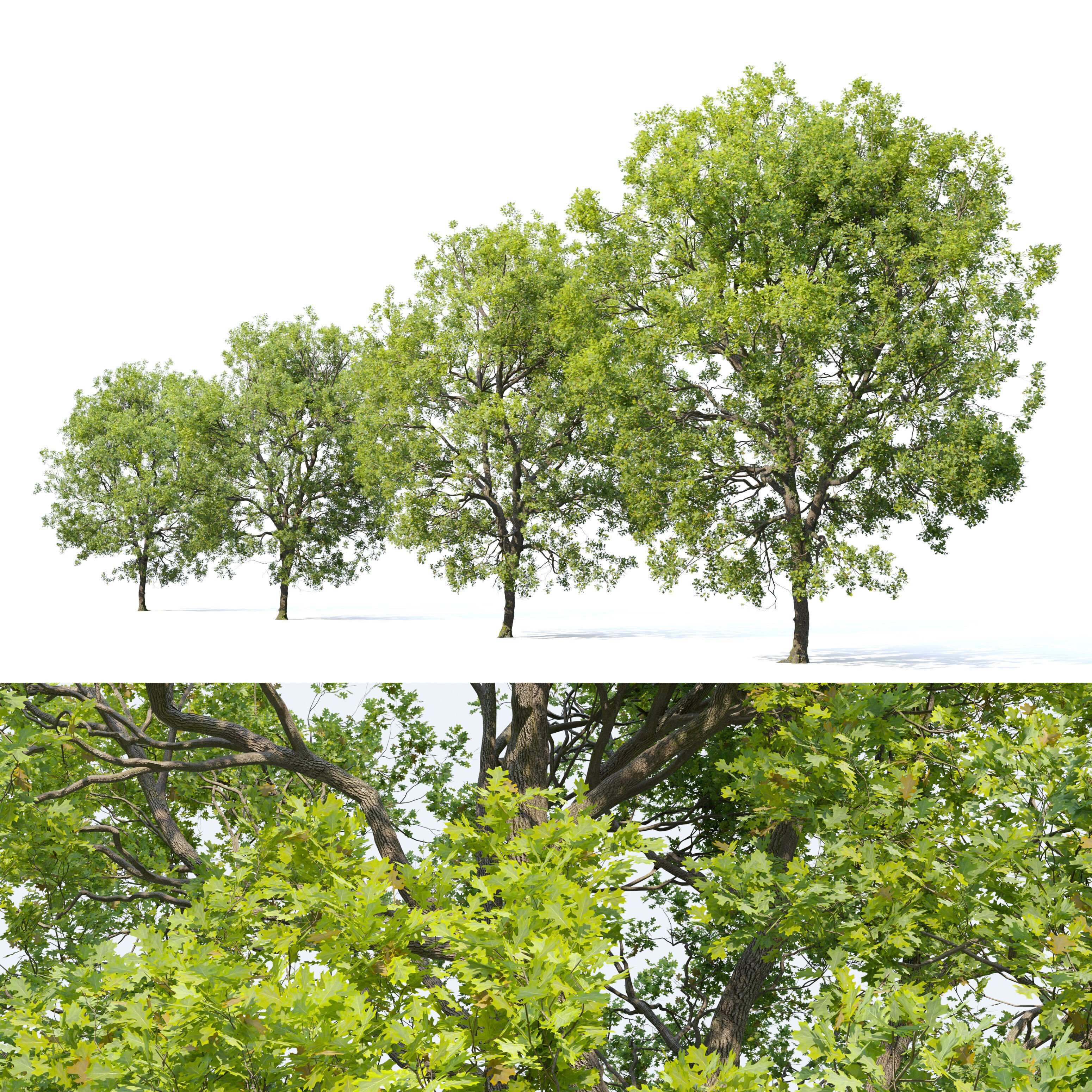 Oak tree 09 3D model_1