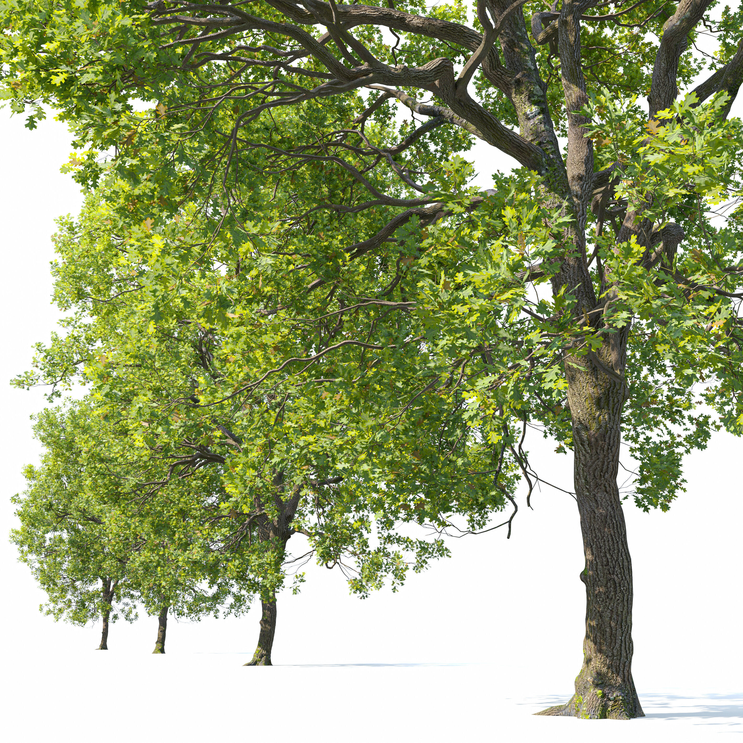 Oak tree 09 3D model_4