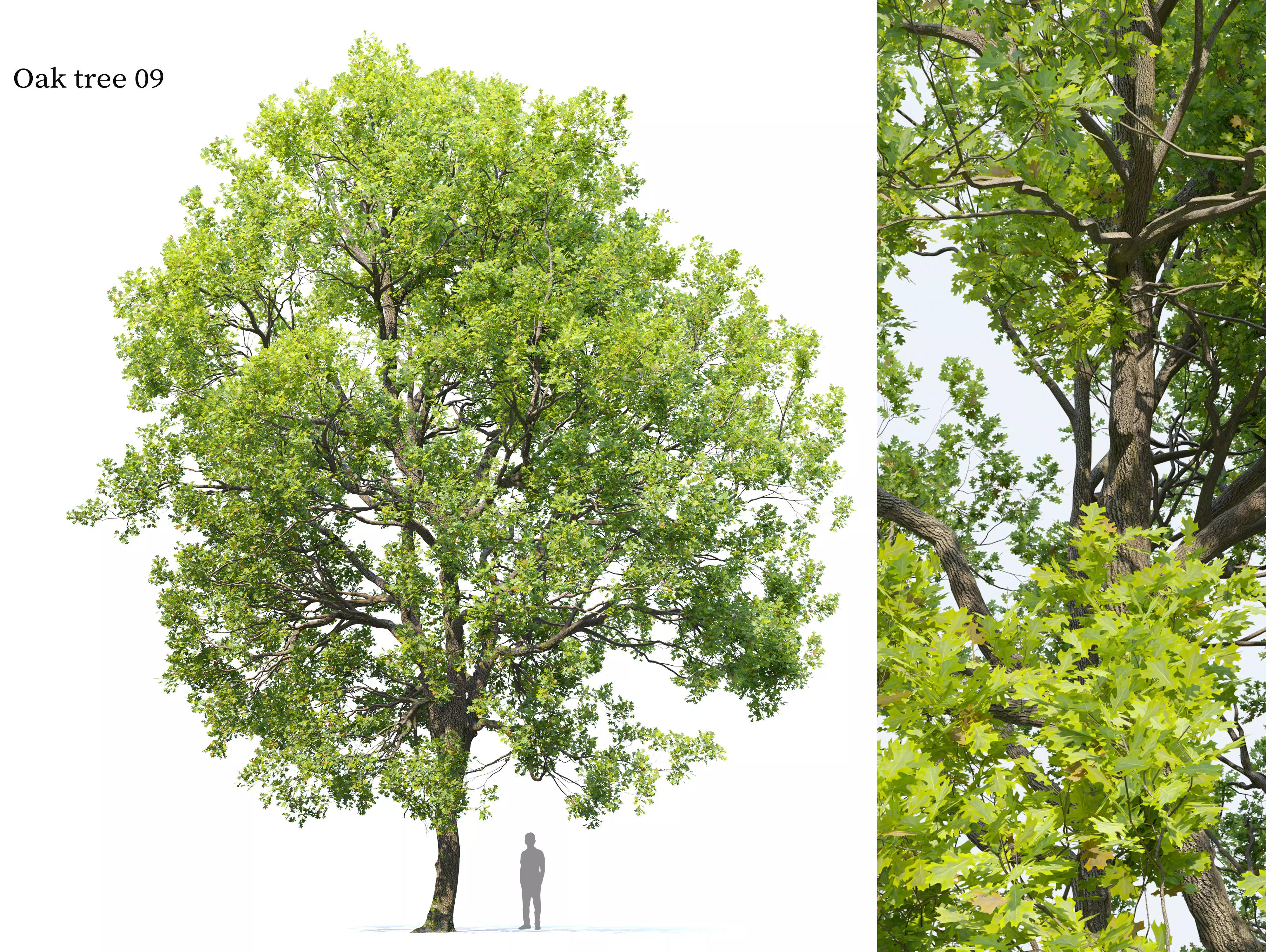 Oak tree 09 3D model_0