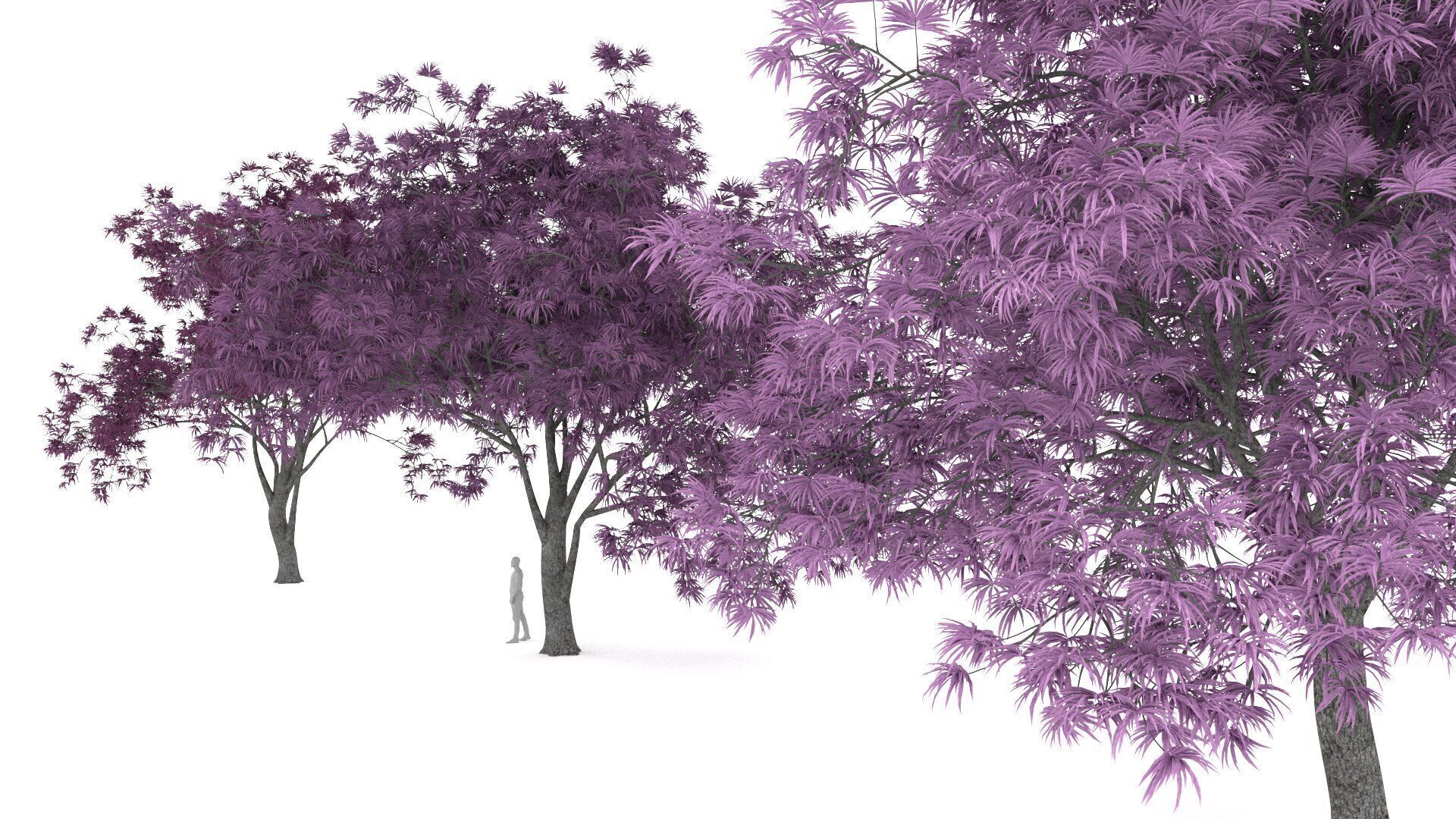 Oradycia Tree 3D model_2