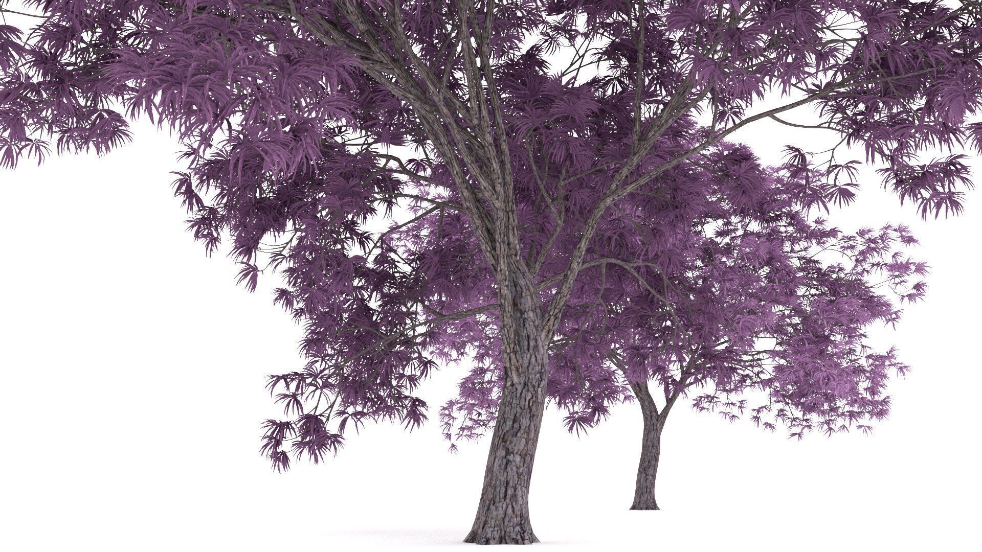 Oradycia Tree 3D model_4