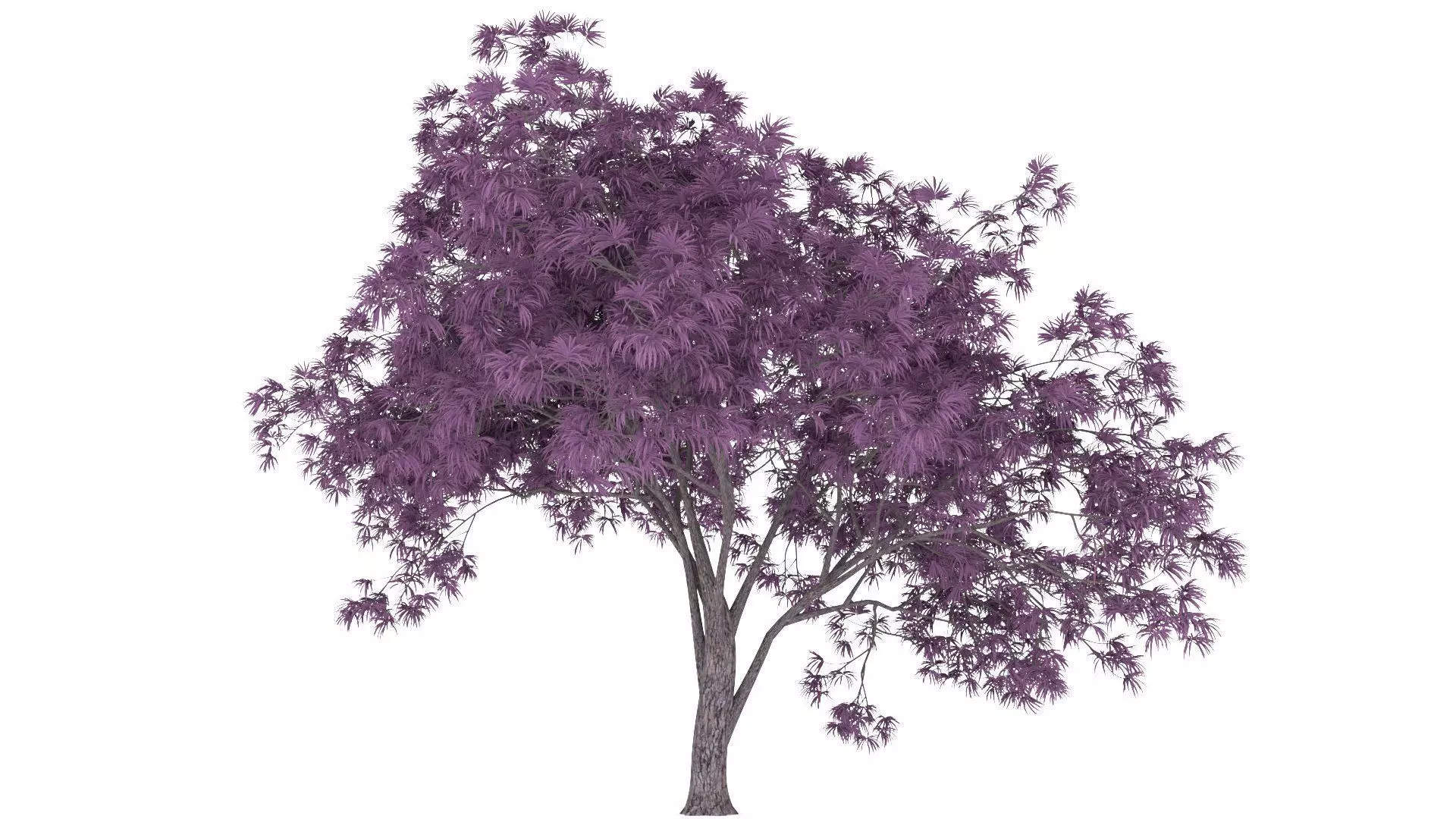 Oradycia Tree 3D model_0