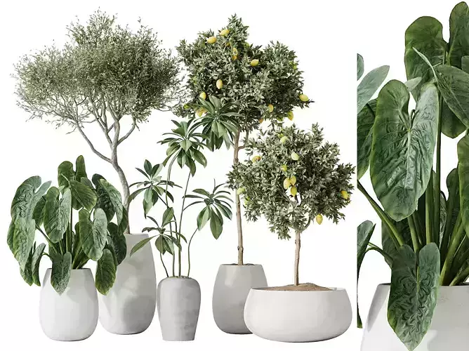AV Indoor plants set 200