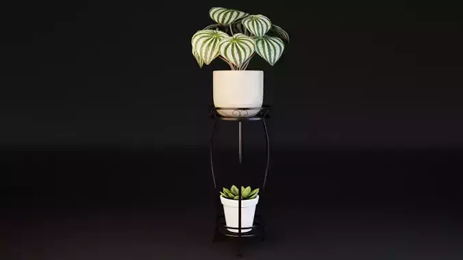 Succulent and Peperomia plants in a stylish stand
