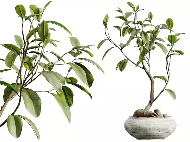 AV HousePlants Japandi Minimalism Ficus Dracaena Marginata12