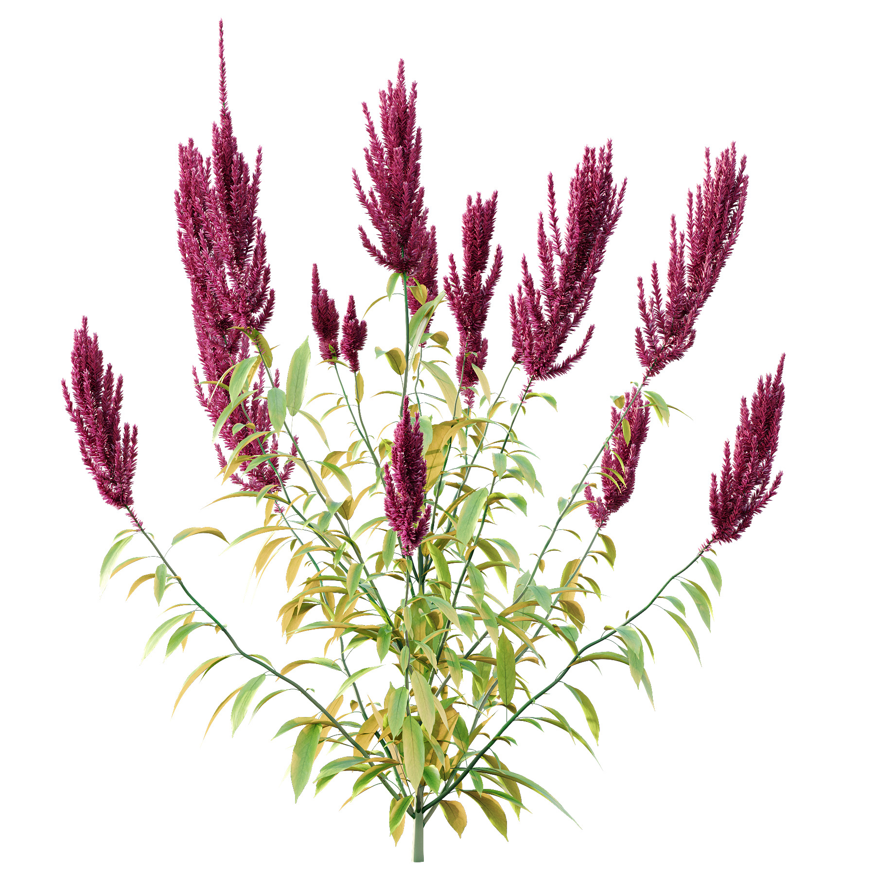 Different bush 07 3D model_2