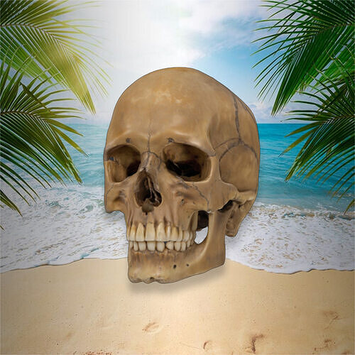 Human Skull STL  3D print model