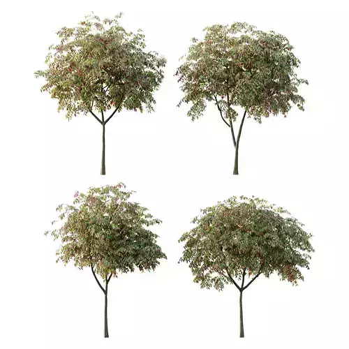 Cinnamomum burmannii Tree 03 3D model
