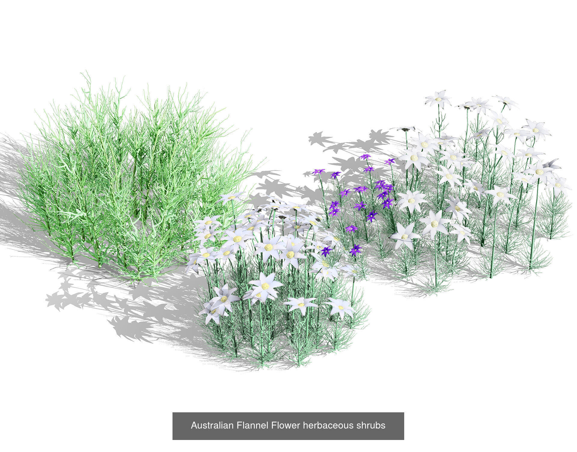 Realistic Australian Plant Models 3D Model Collection_27