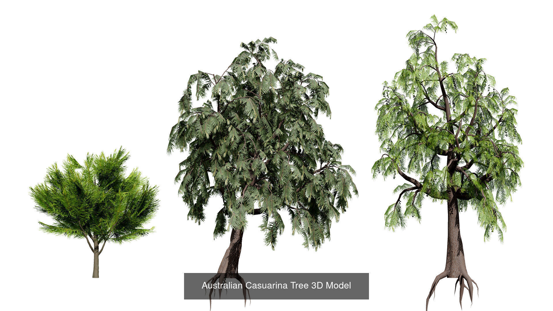Realistic Australian Plant Models 3D Model Collection_12