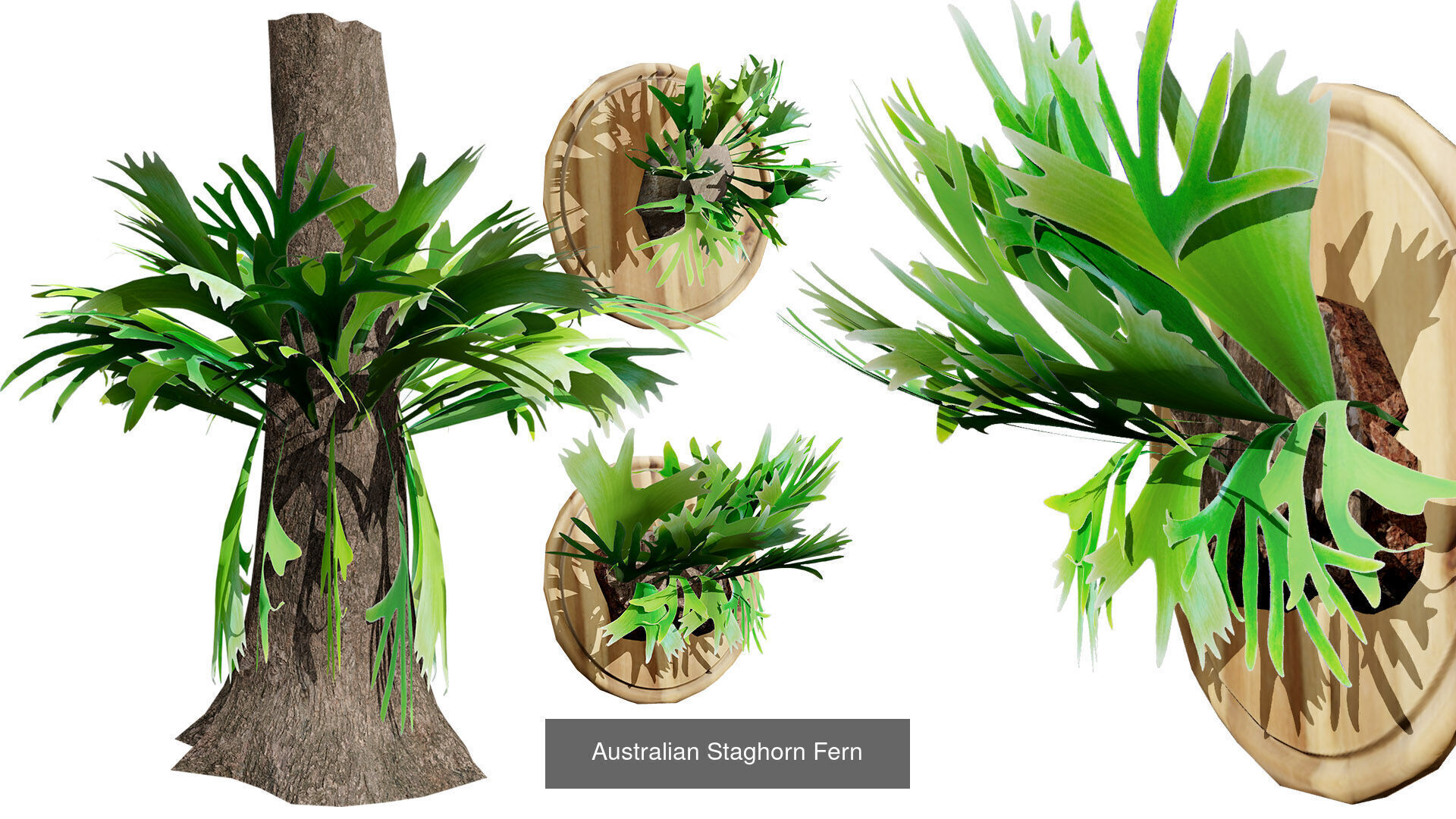 Realistic Australian Plant Models 3D Model Collection_24