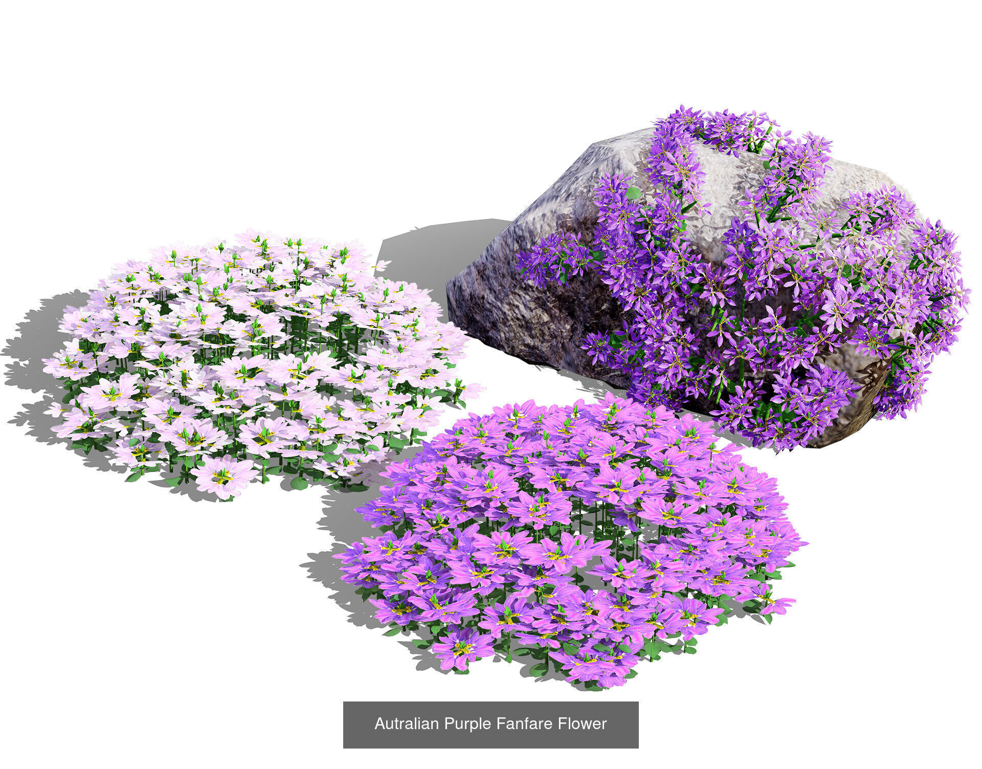 Realistic Australian Plant Models 3D Model Collection_33