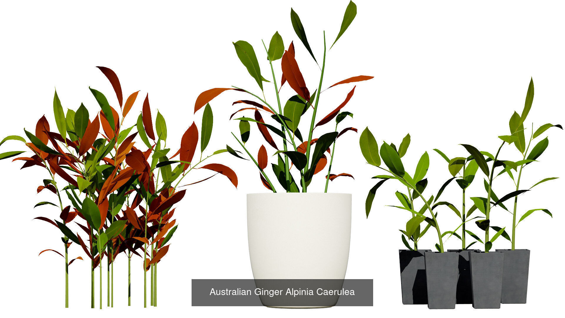 Realistic Australian Plant Models 3D Model Collection_30