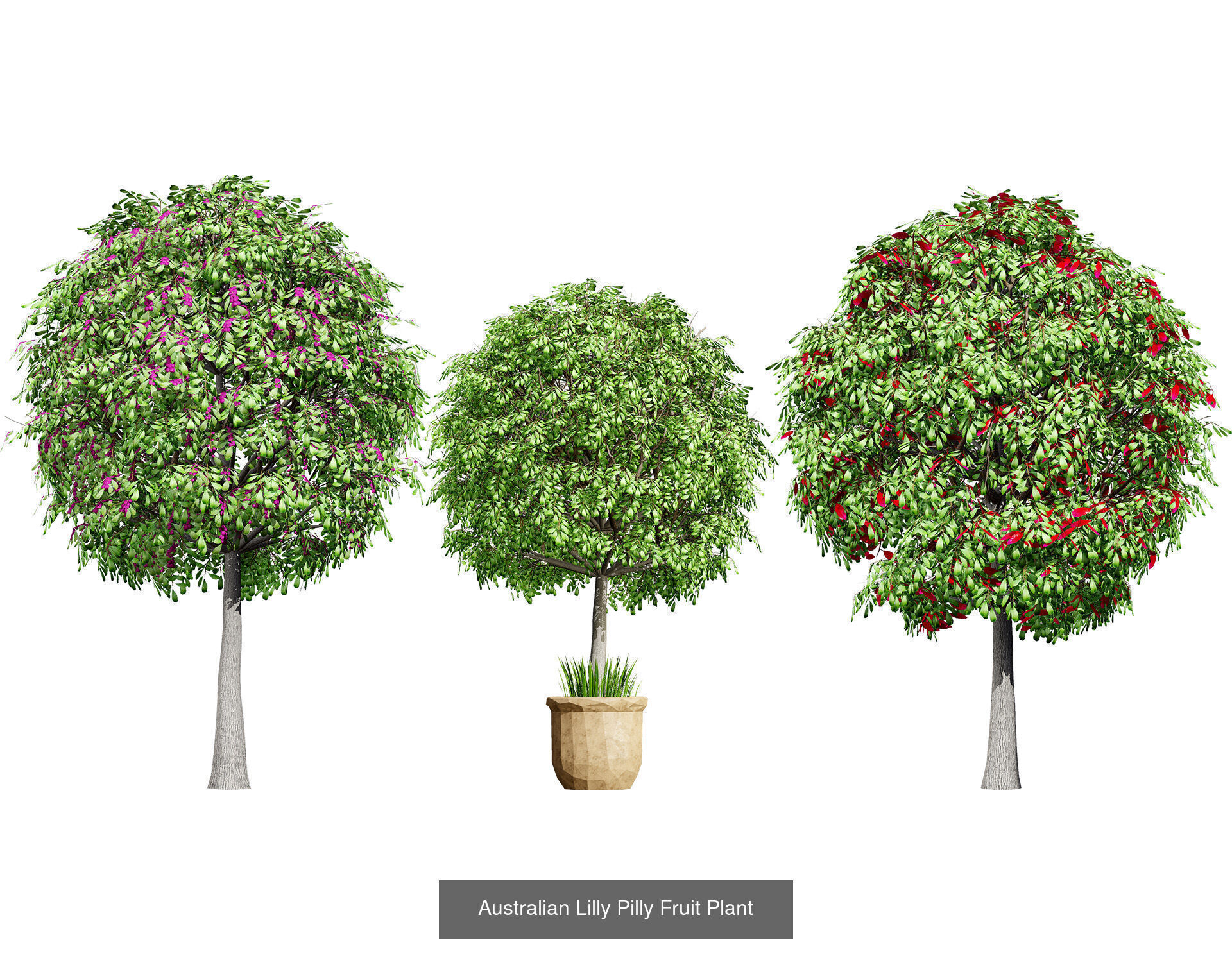 Realistic Australian Plant Models 3D Model Collection_21