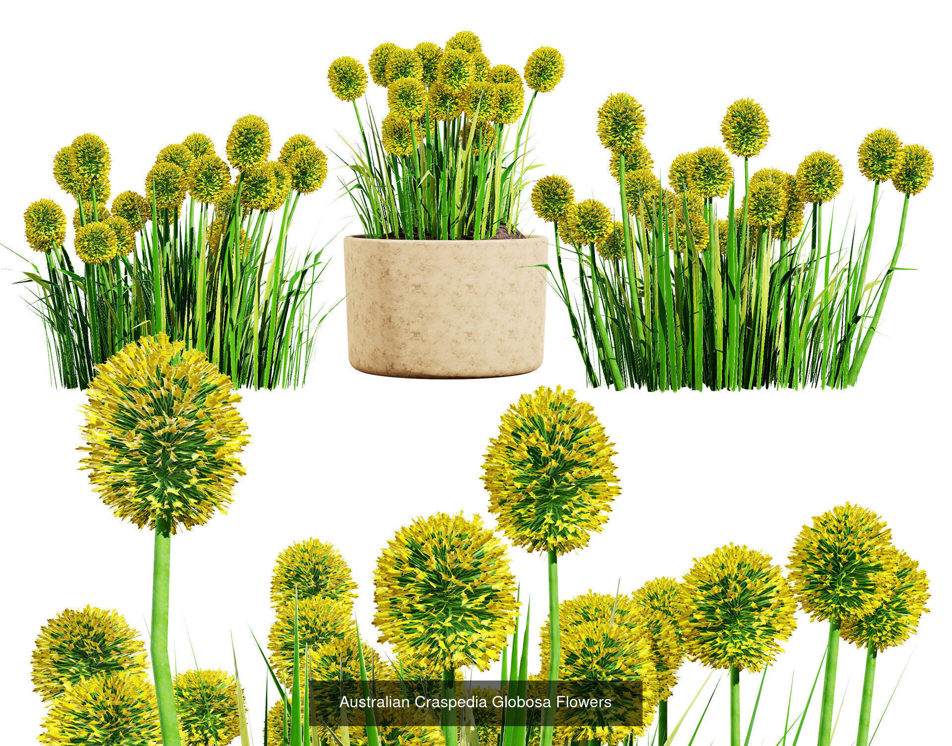 Realistic Australian Plant Models 3D Model Collection_34