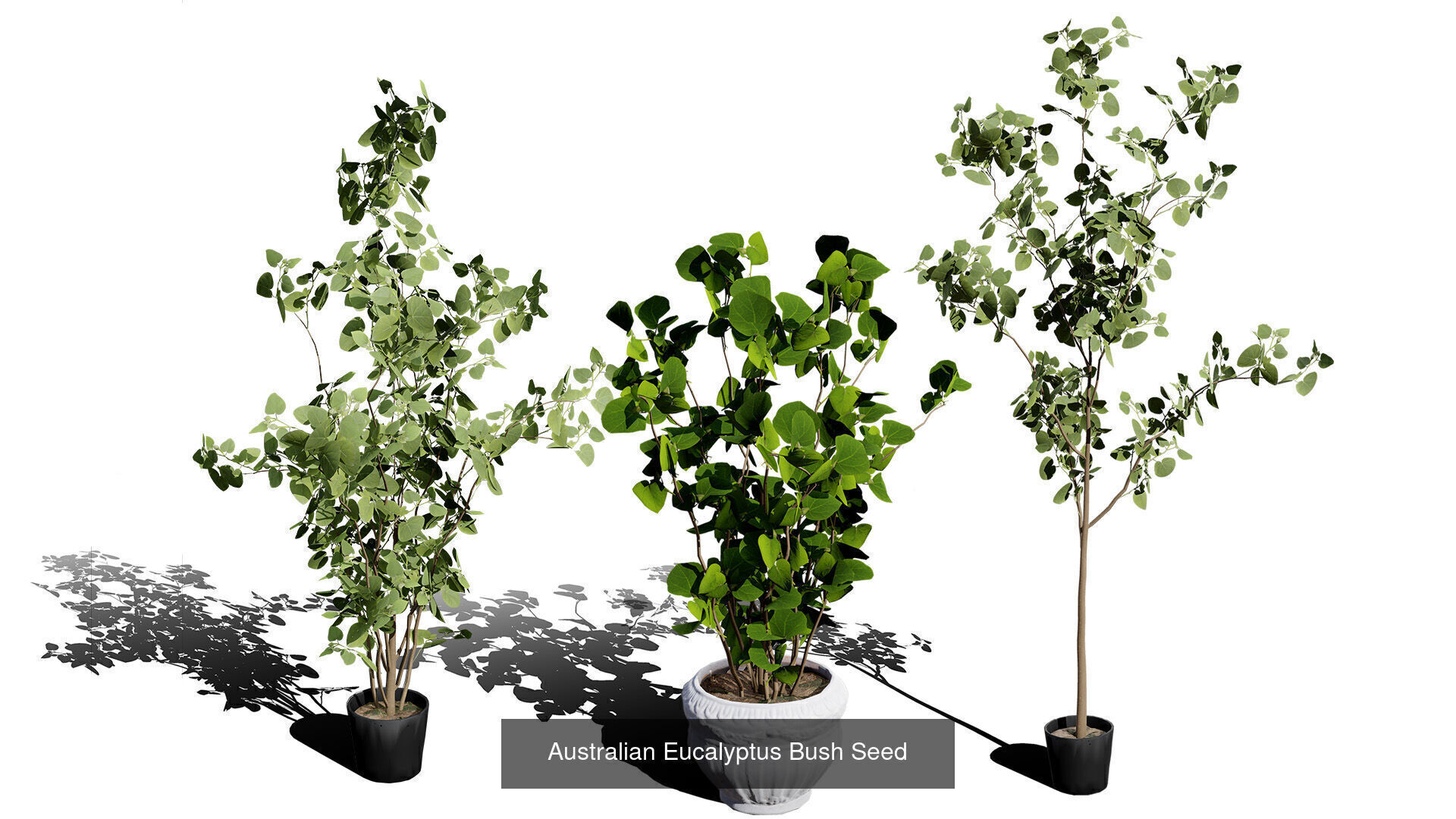 Realistic Australian Plant Models 3D Model Collection_25