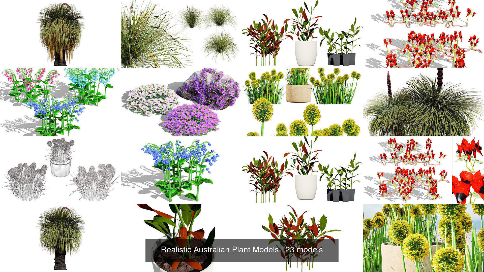 Realistic Australian Plant Models 3D Model Collection_11