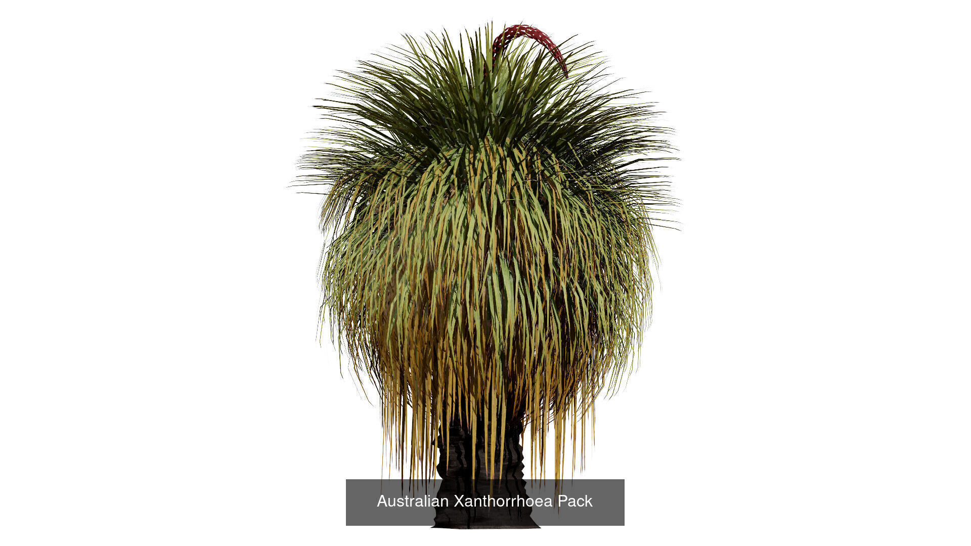 Realistic Australian Plant Models 3D Model Collection_28