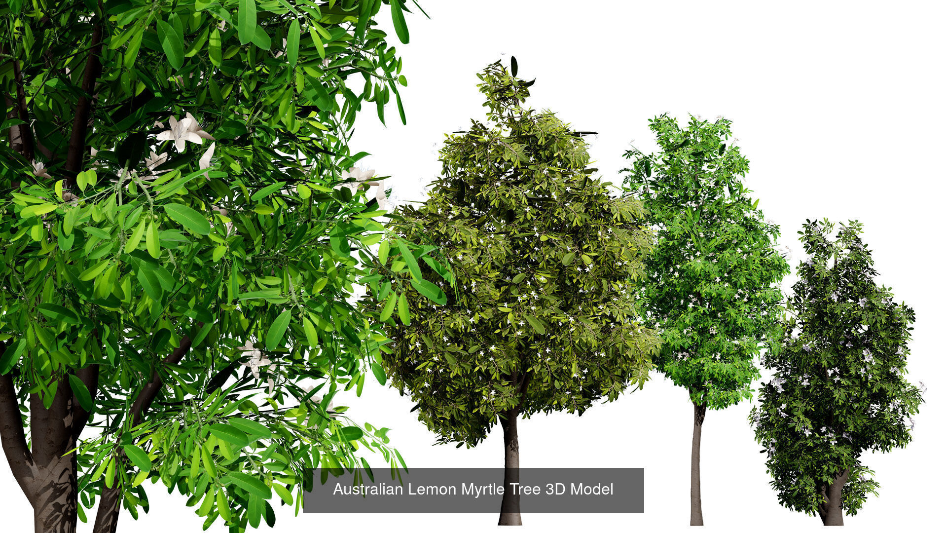 Realistic Australian Plant Models 3D Model Collection_23