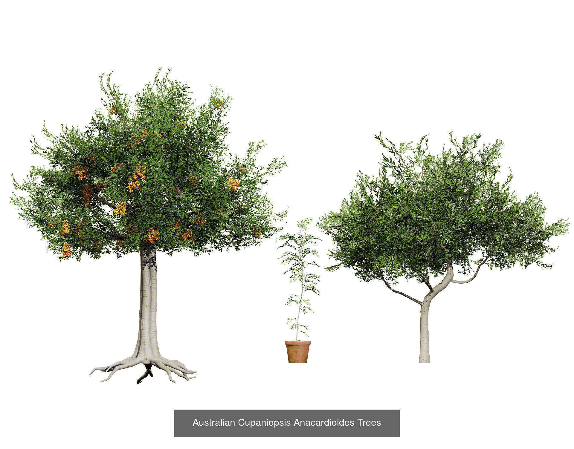 Realistic Australian Plant Models 3D Model Collection_17