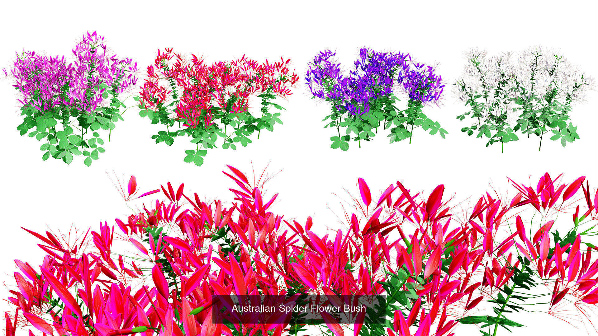 Realistic Australian Plant Models 3D Model Collection_26